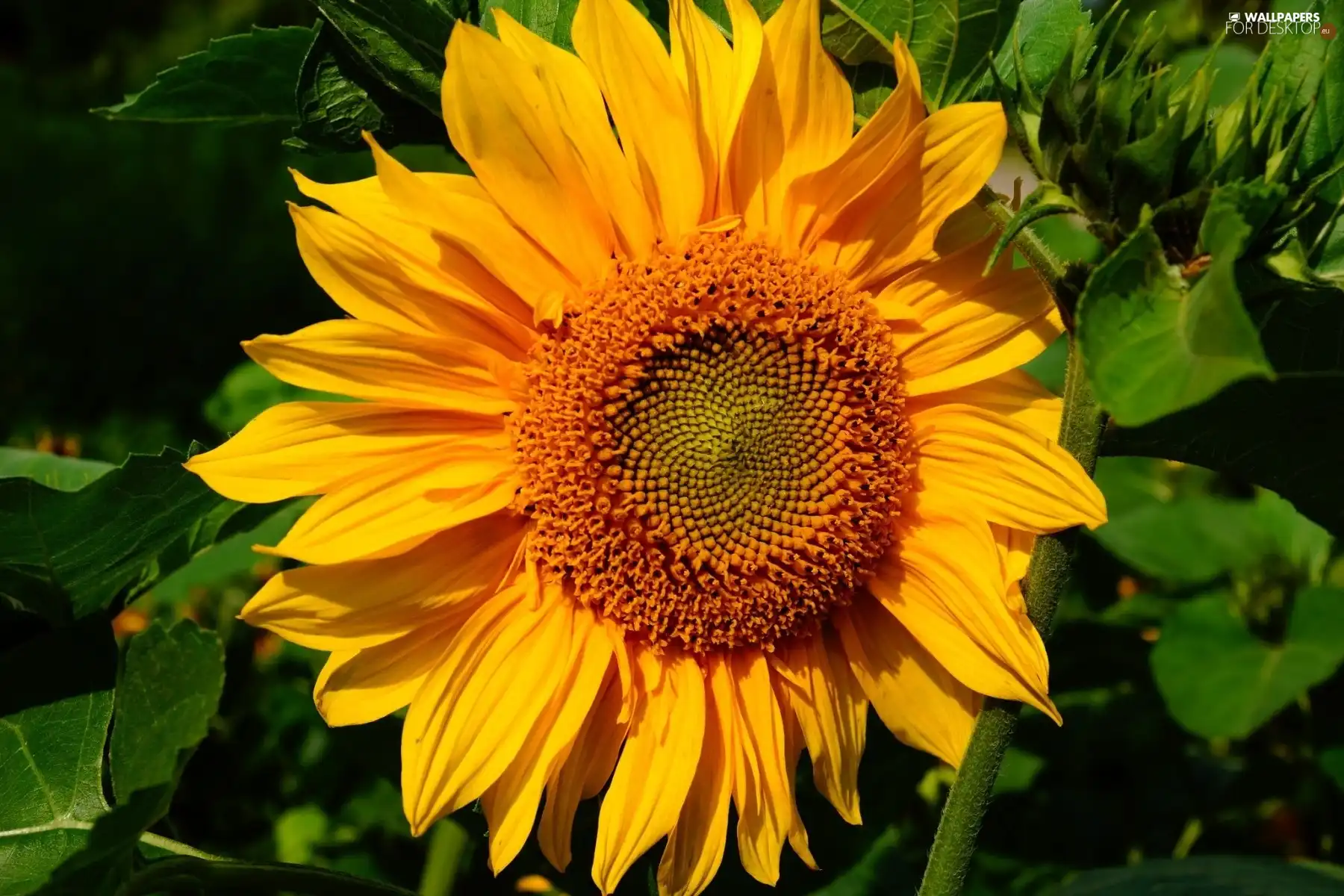 Colourfull Flowers, sunflower