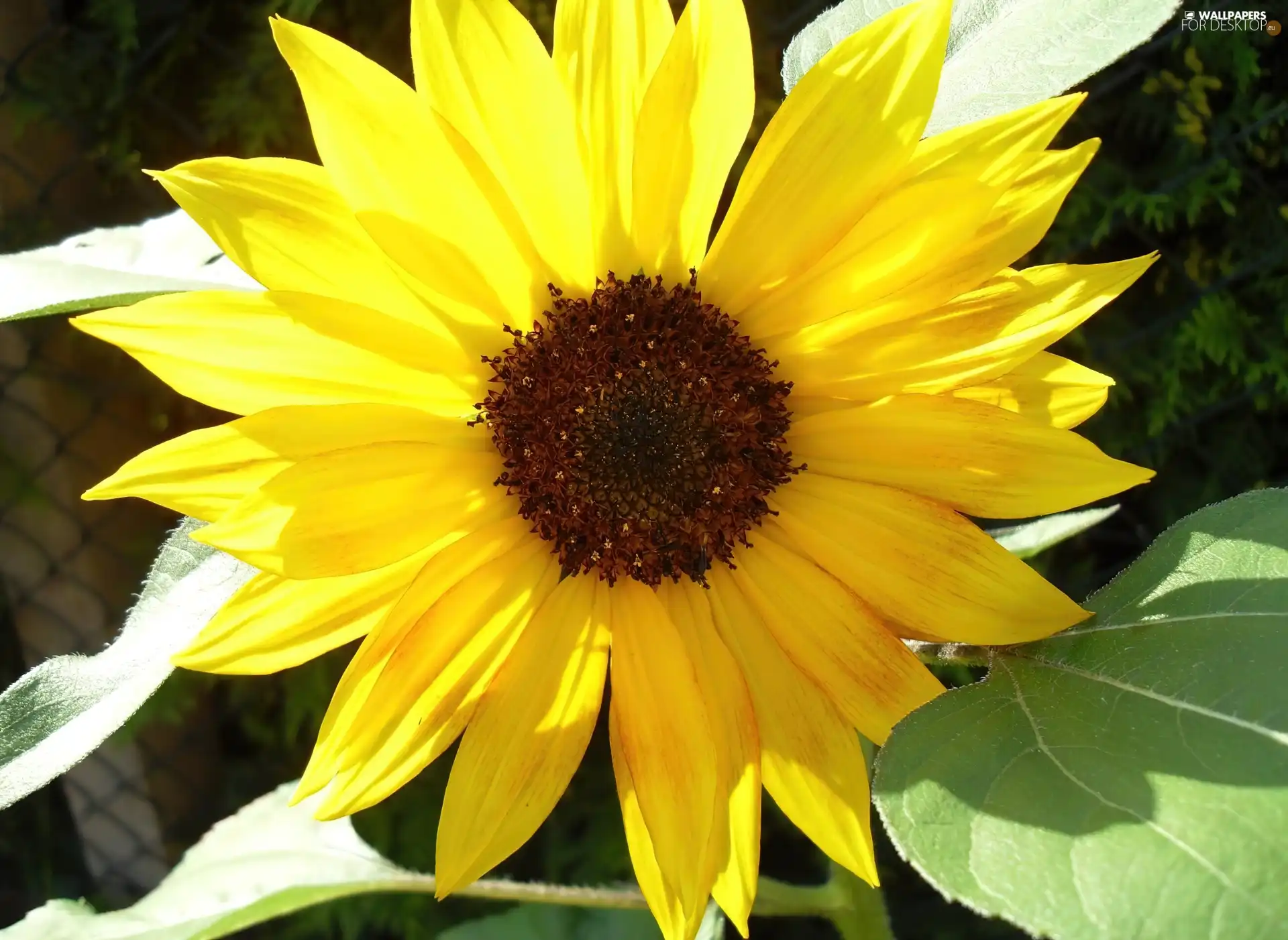 Colourfull Flowers, sunflower