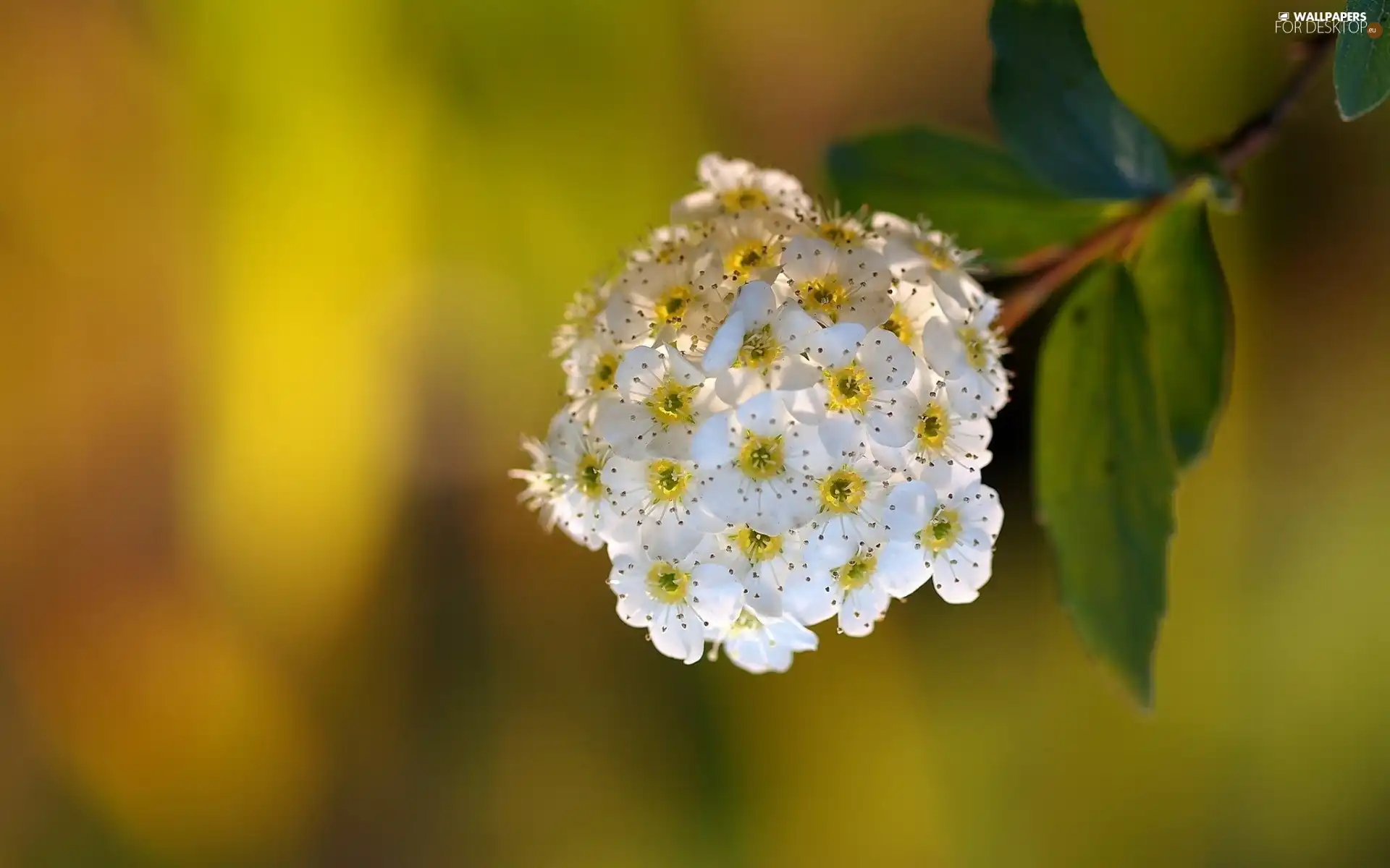 Twig, white, Colourfull Flowers