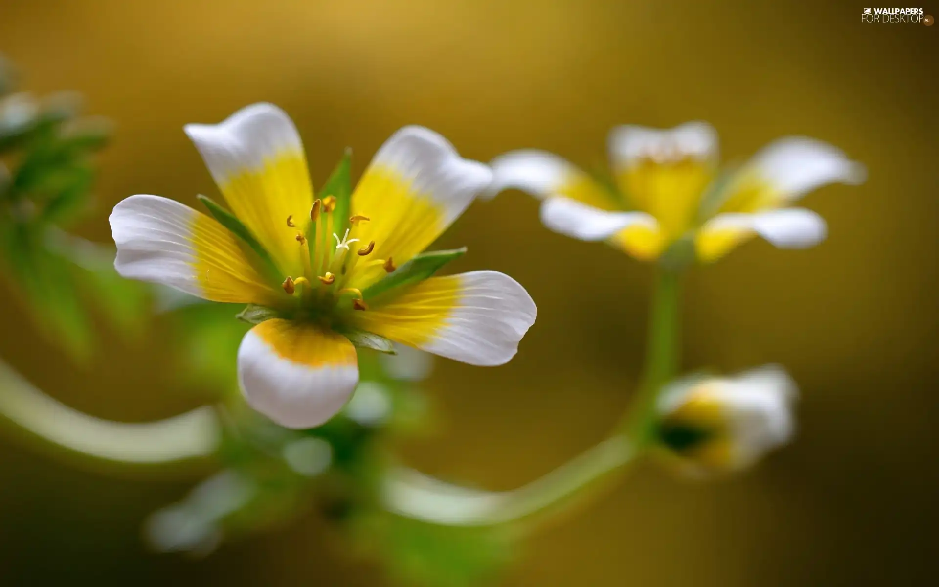 Close, White-Yellow, Colourfull Flowers