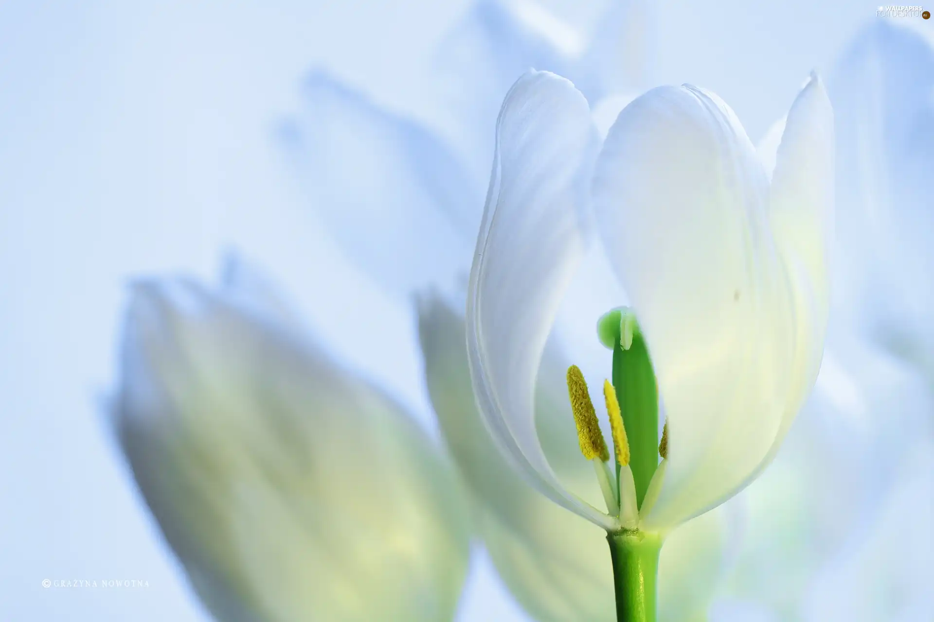 White, rods, Colourfull Flowers, tulip