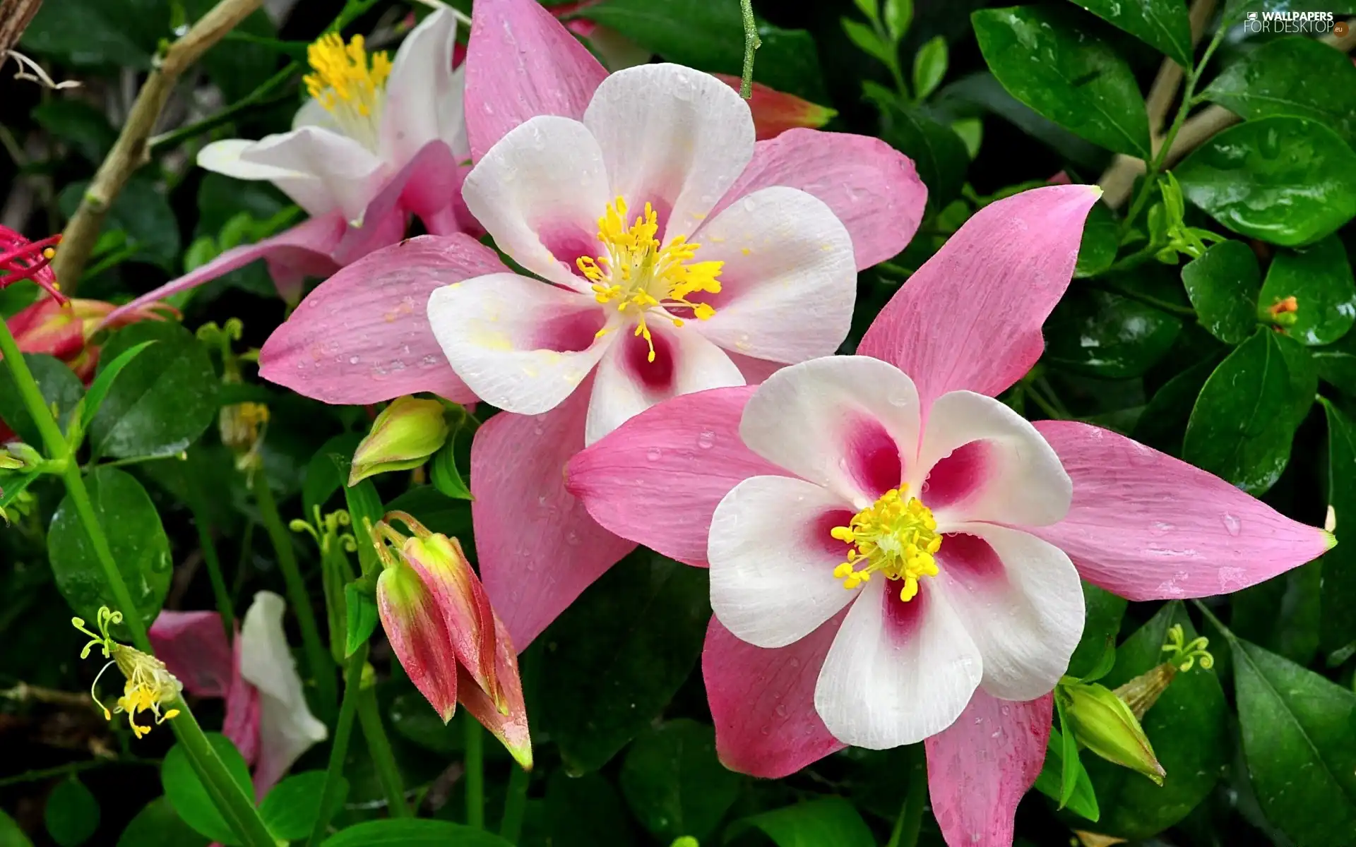 Flowers, White, columbine, pink