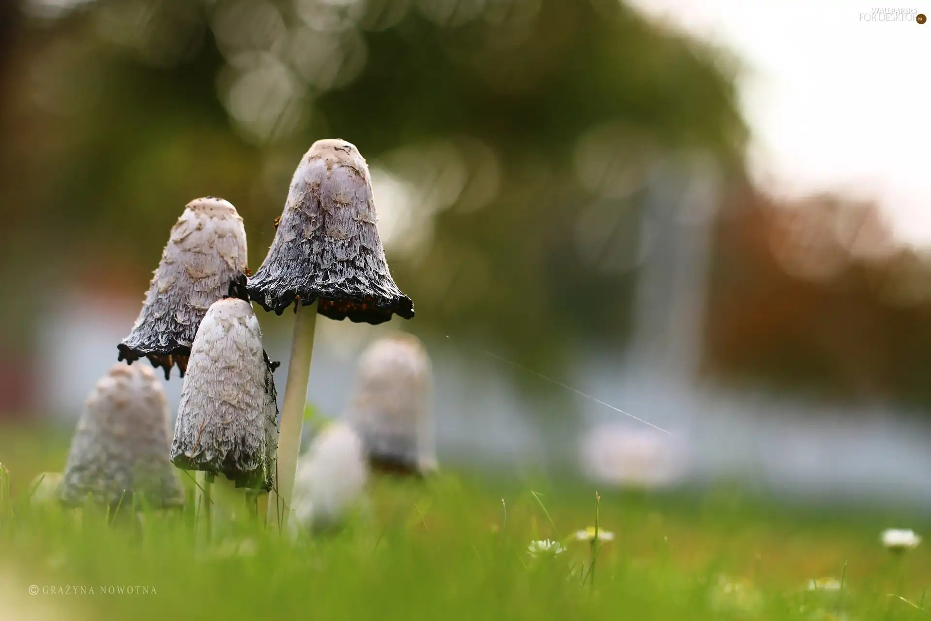 mushrooms, Coprinus Comatus