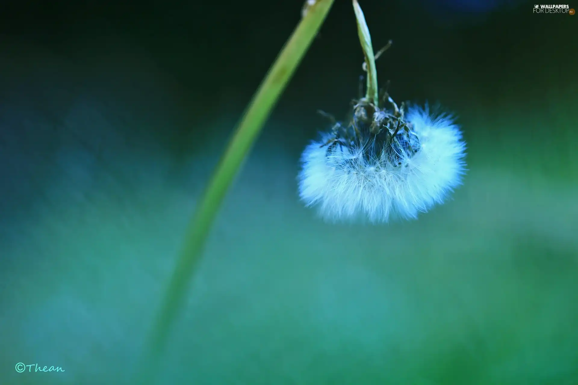 Common Dandelion, dandelion