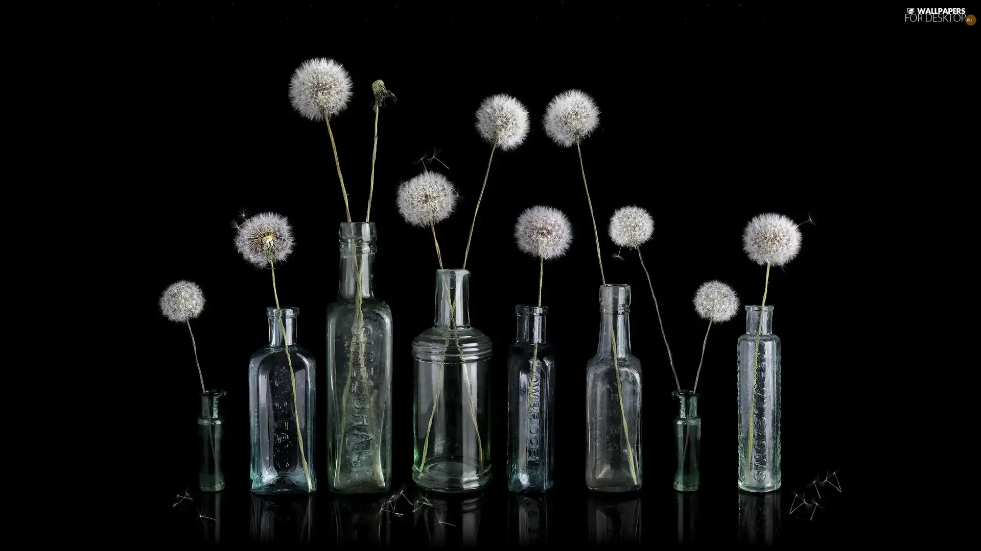 Flowers, Common Dandelion, Bottles, dandelions