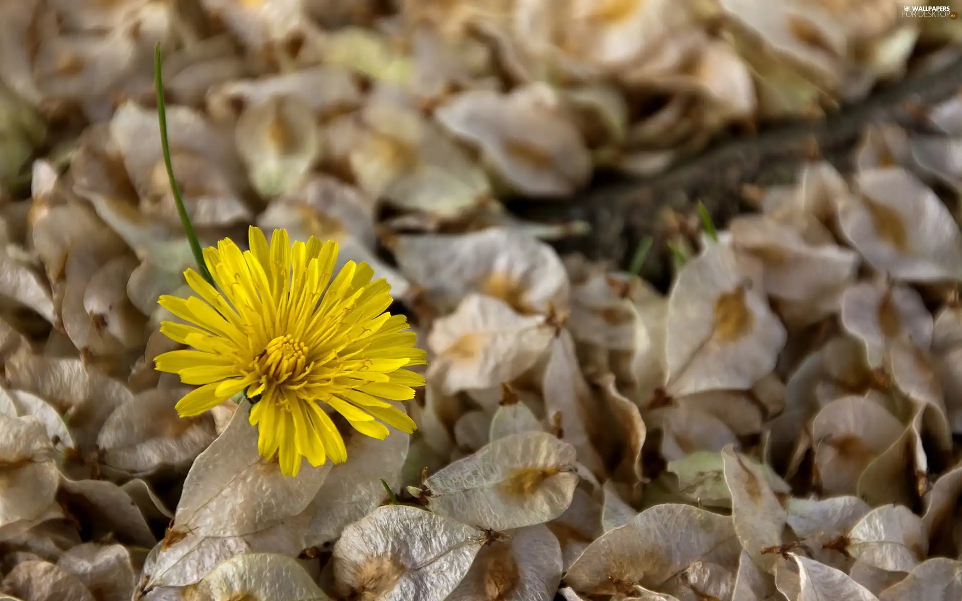 dry, puffball, common, leaves