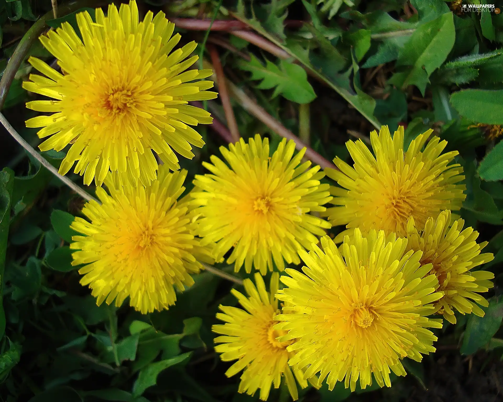 sow-thistle, puffball, common