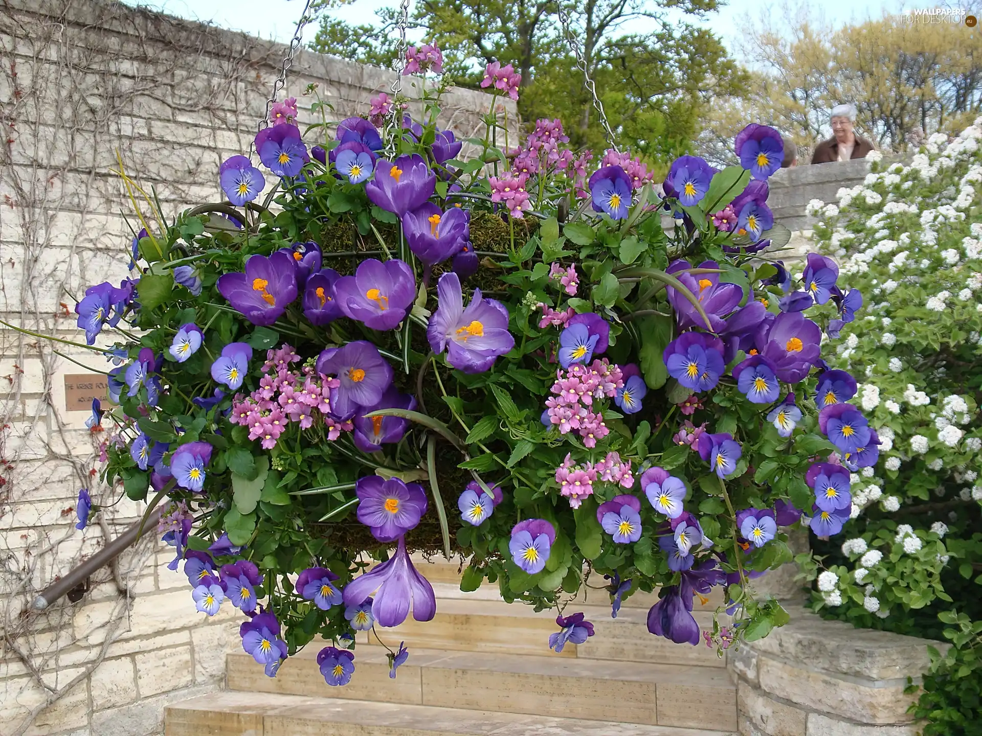 Flowers, crocuses, composition, pansies