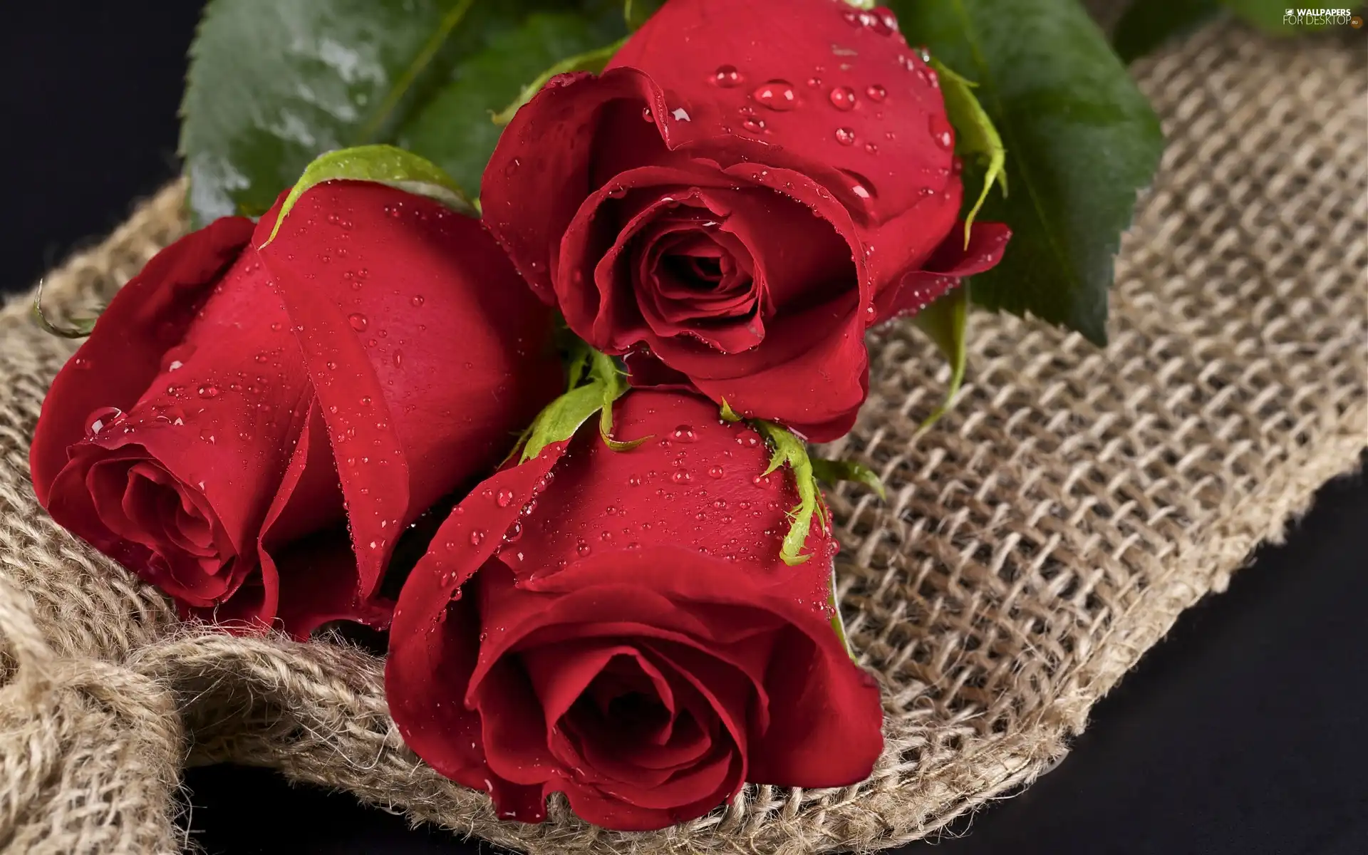 Red, drops, composition, roses