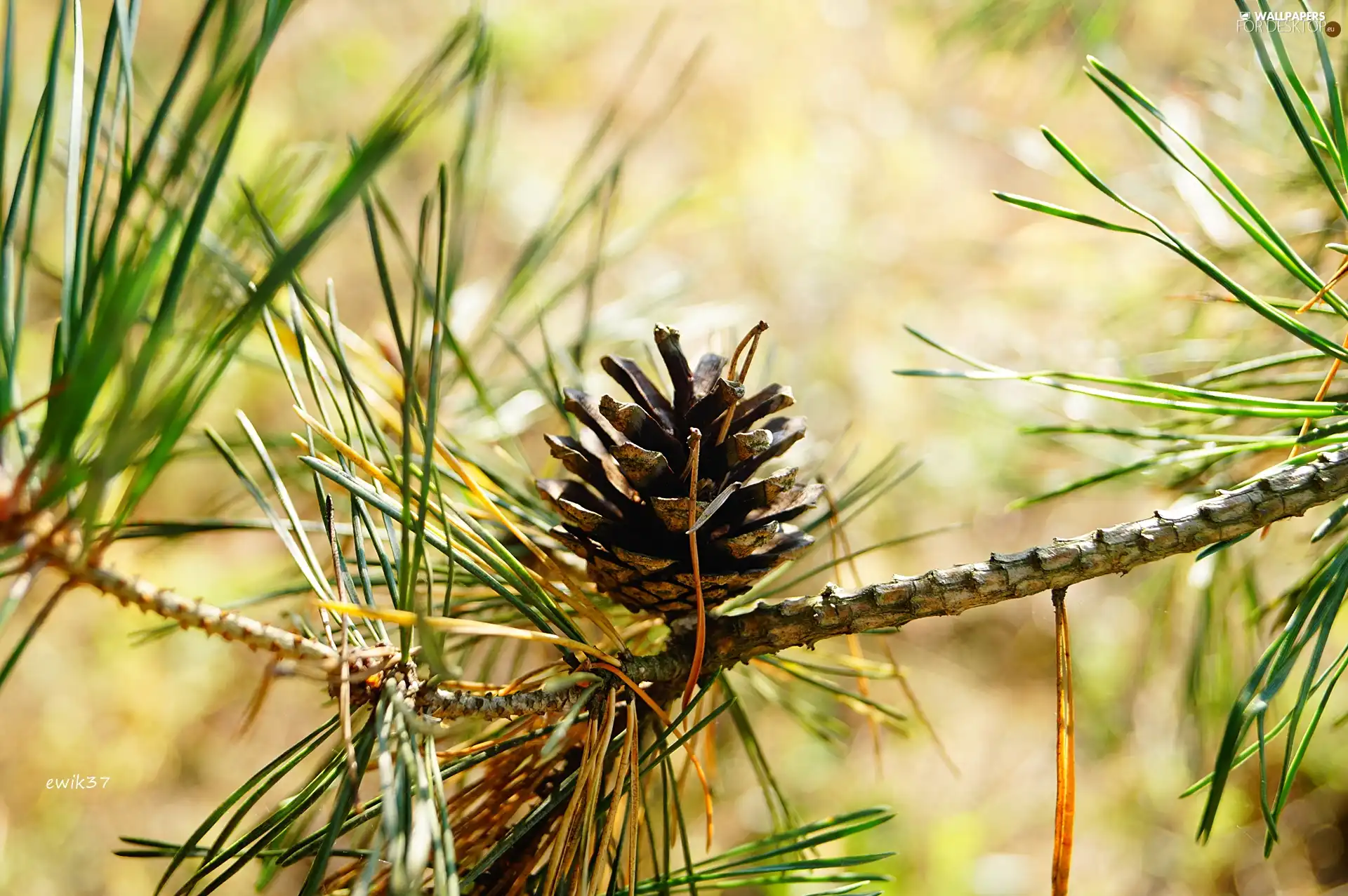 cone, pine, twig