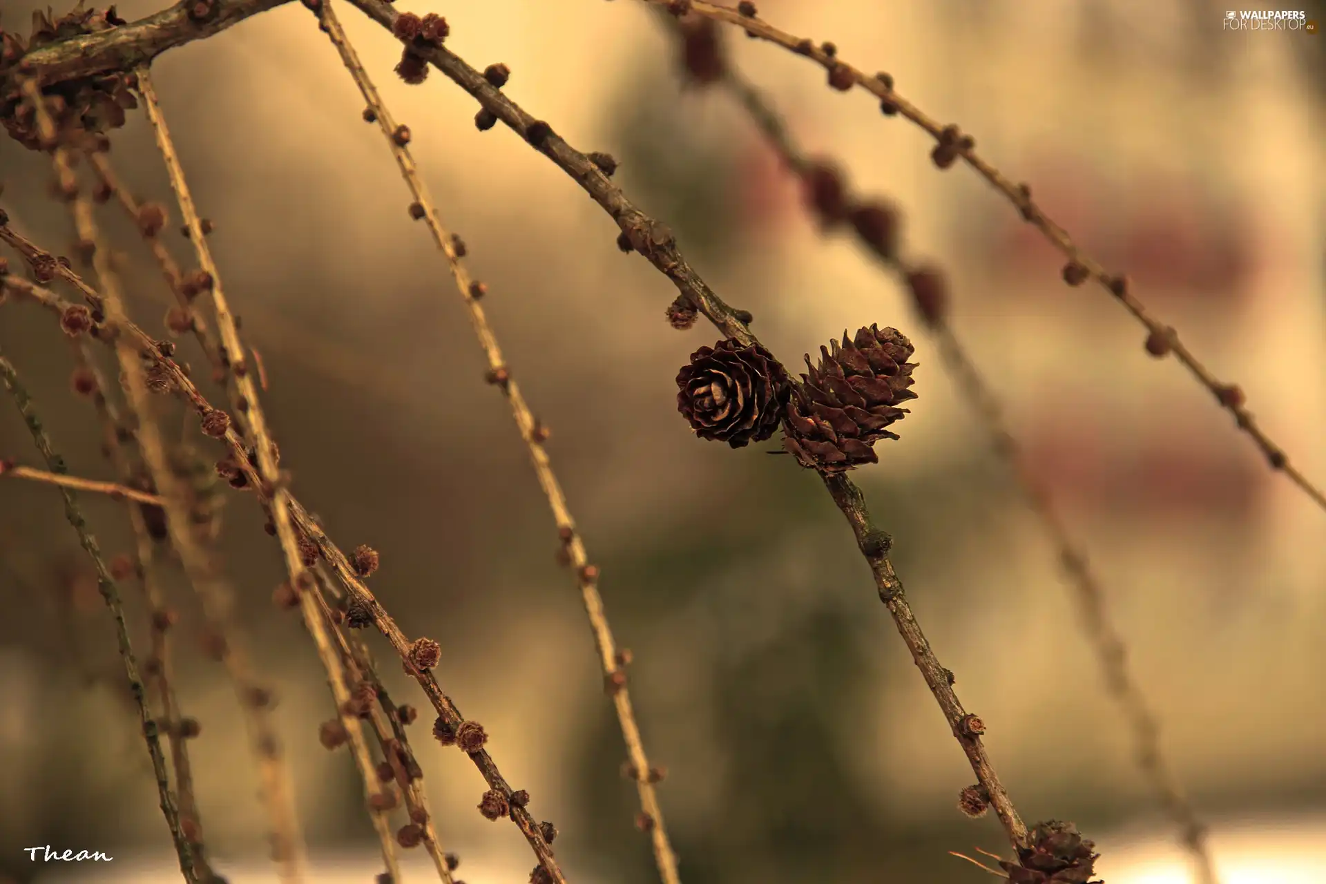 cones, larch, dry, Twigs, trees