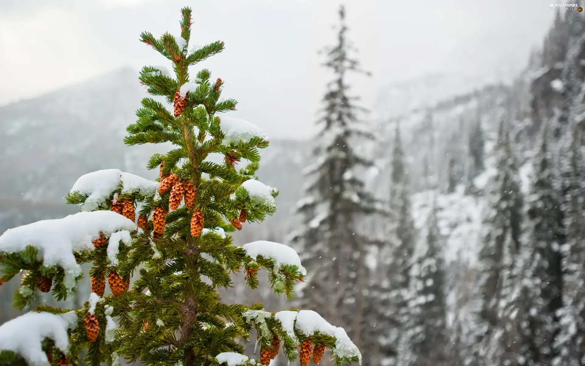 Mountains, Spruces, cones, snow
