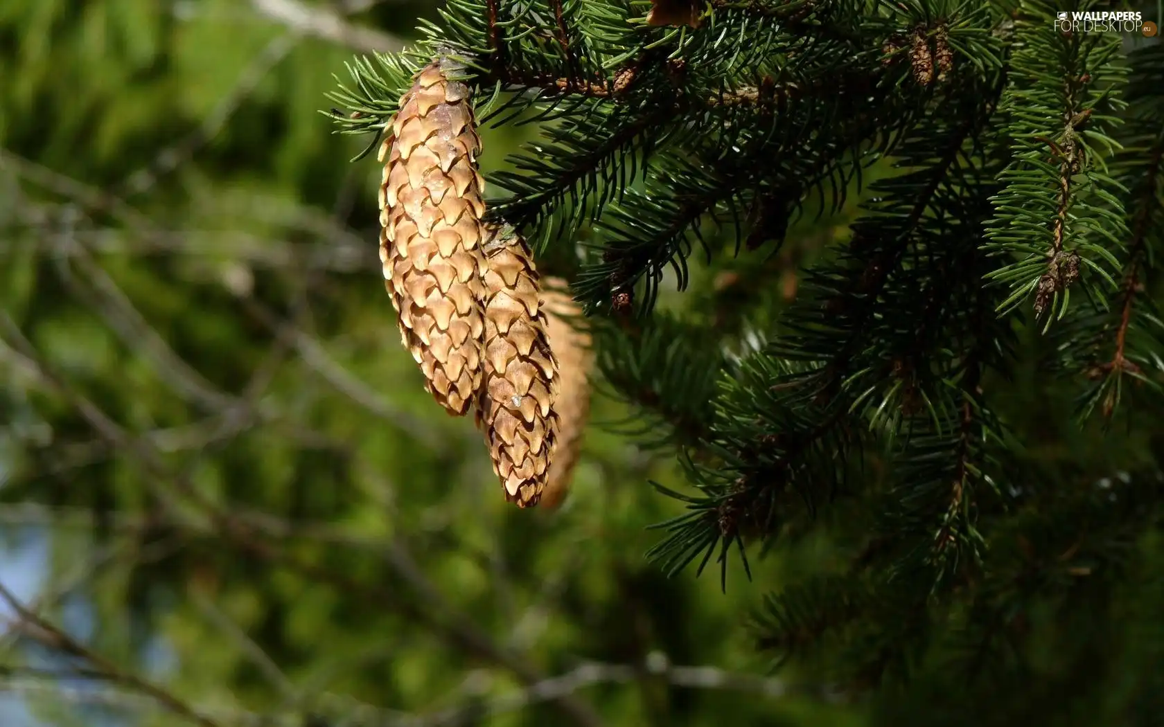 spruce, cones