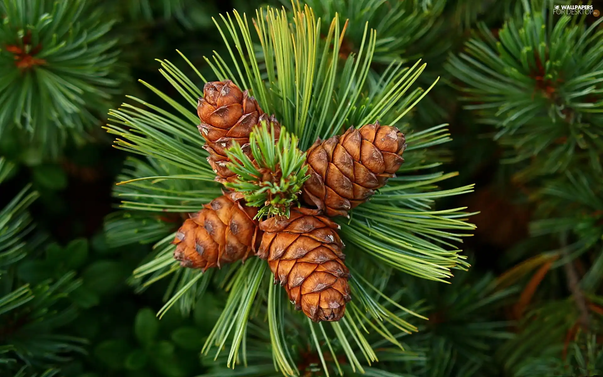 cones, pine, twig