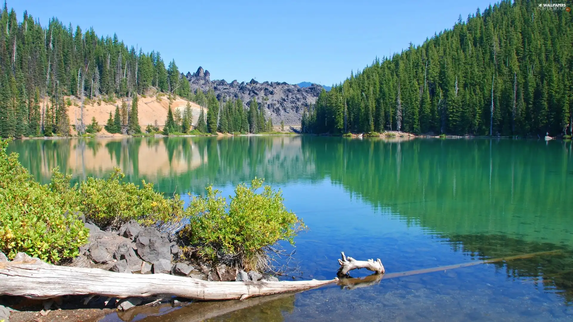 Mountains, forest, coniferous, lake