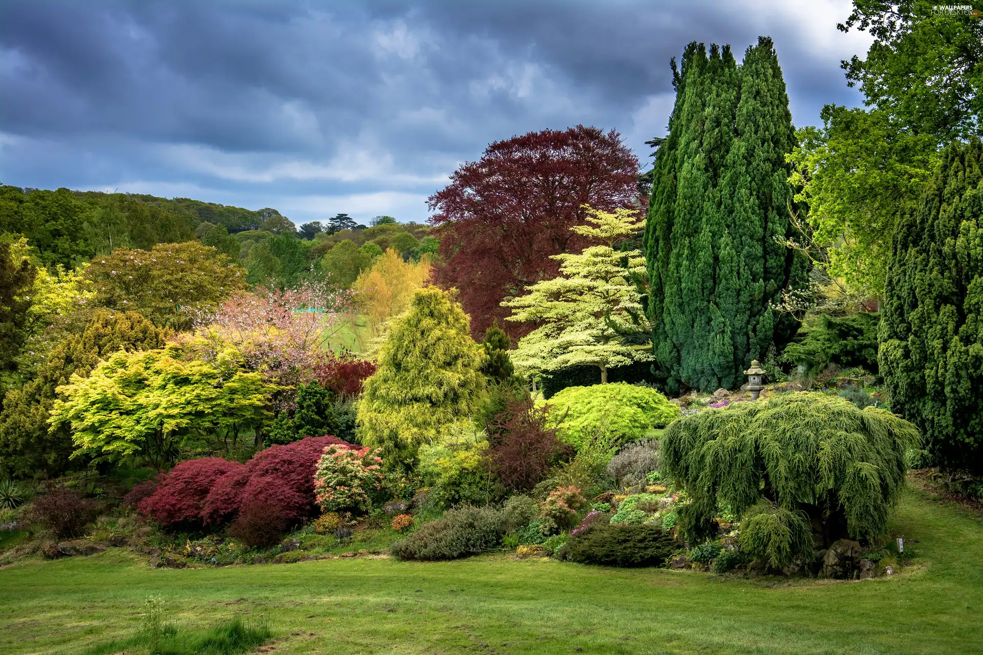 Conifers, Park, Bush