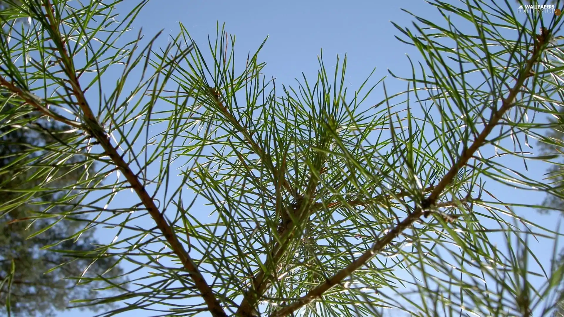 needles, conifers