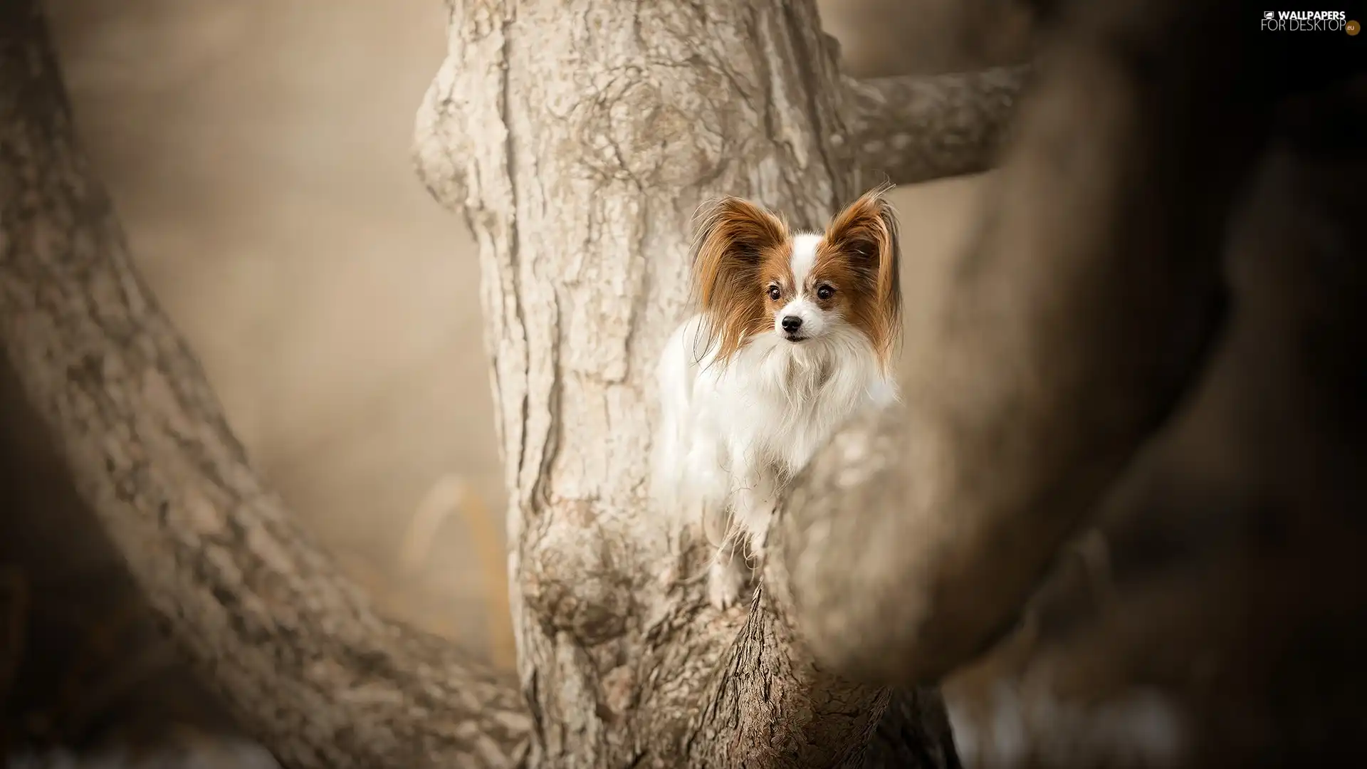 trees, dog, Miniature Continental Toy Spaniel Papillon