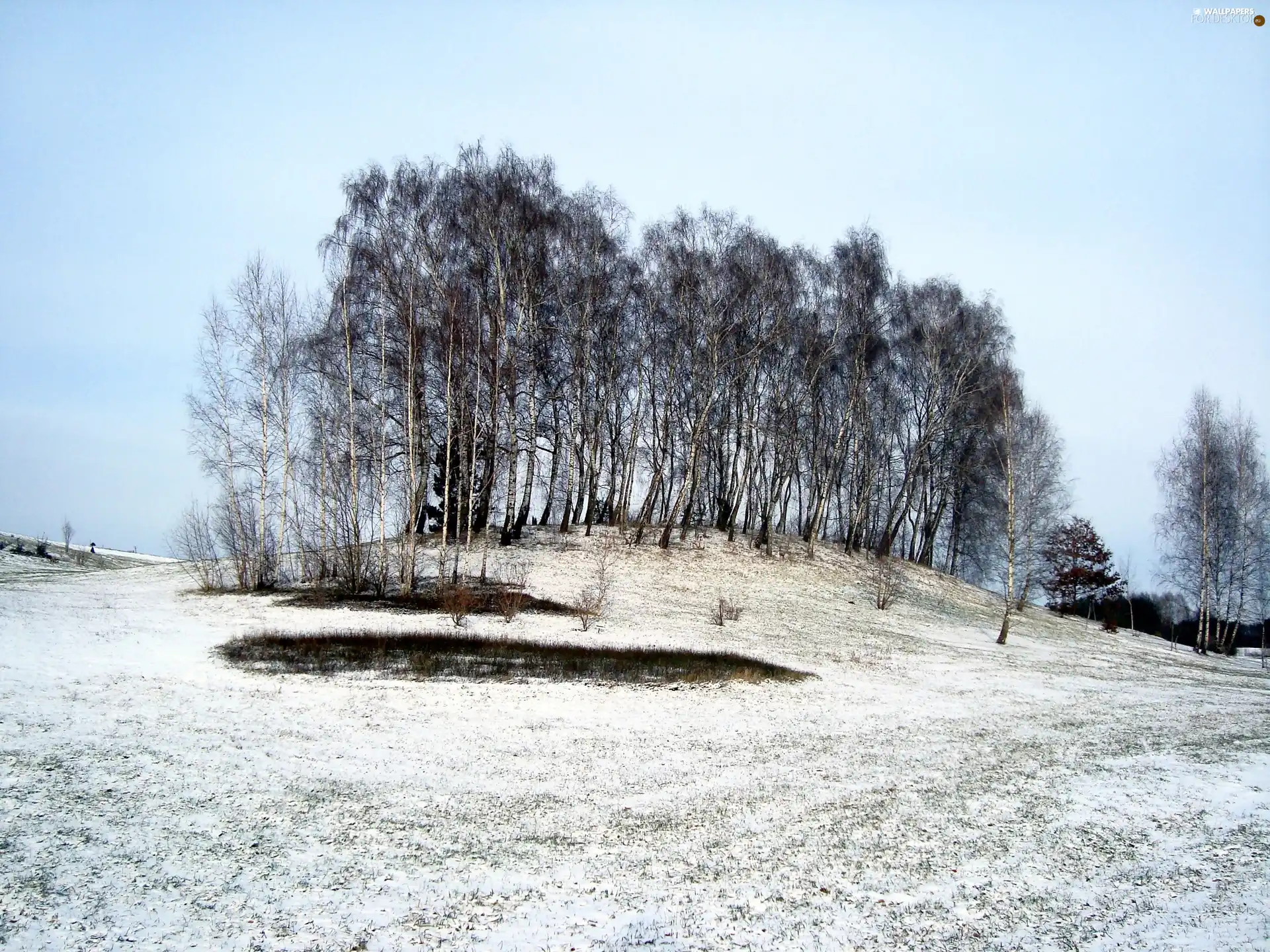 coppice, Bydgoszcz, Myślęcinek