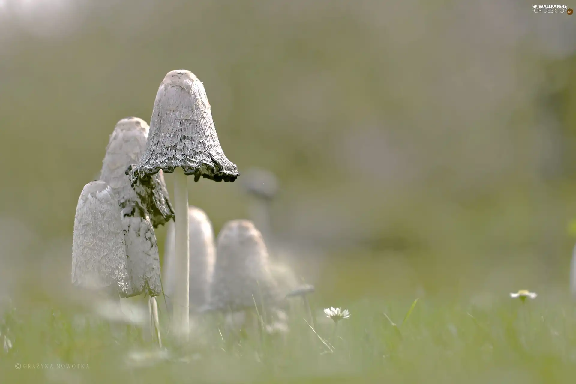 Coprinus Comatus, mushrooms