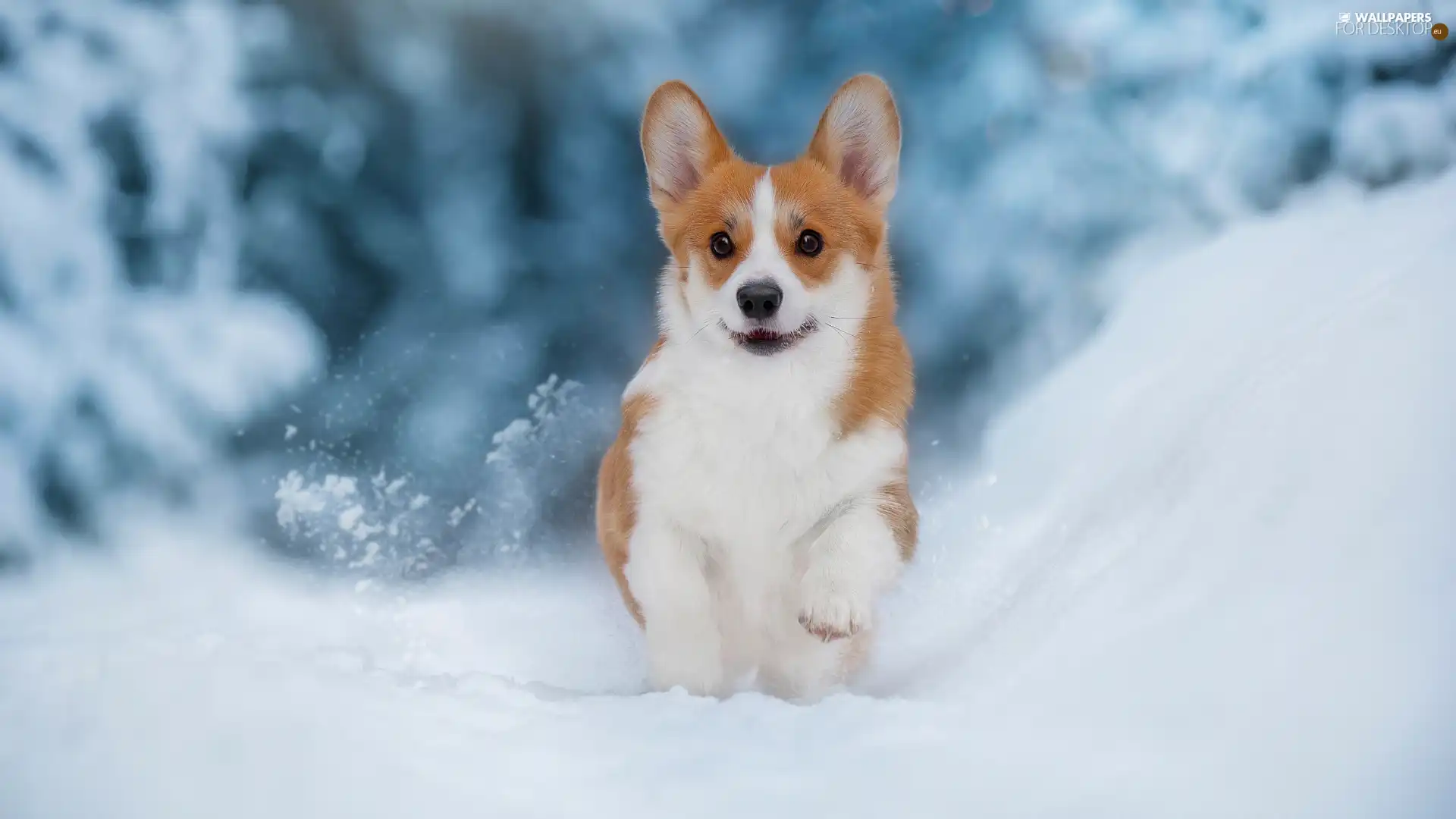 Welsh corgi pembroke, dog, snow