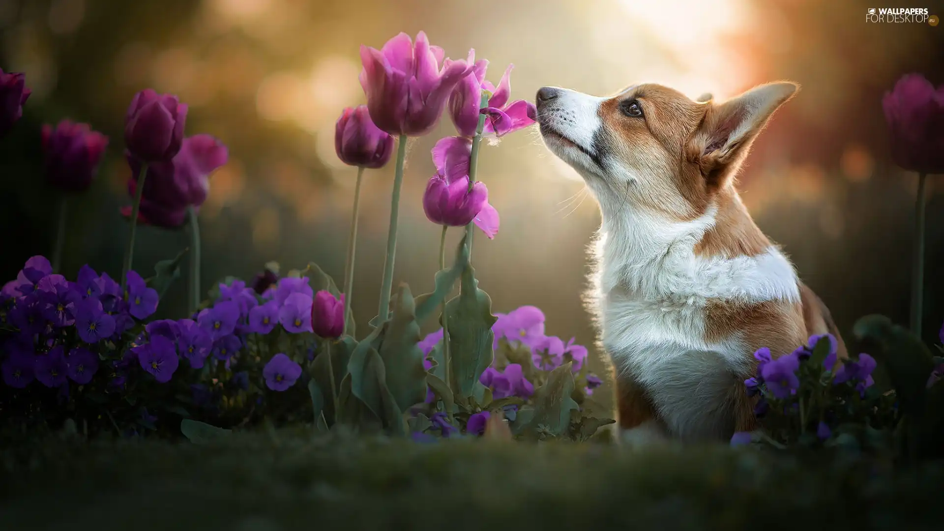 Tulips, pansies, Welsh corgi pembroke, Flowers, dog
