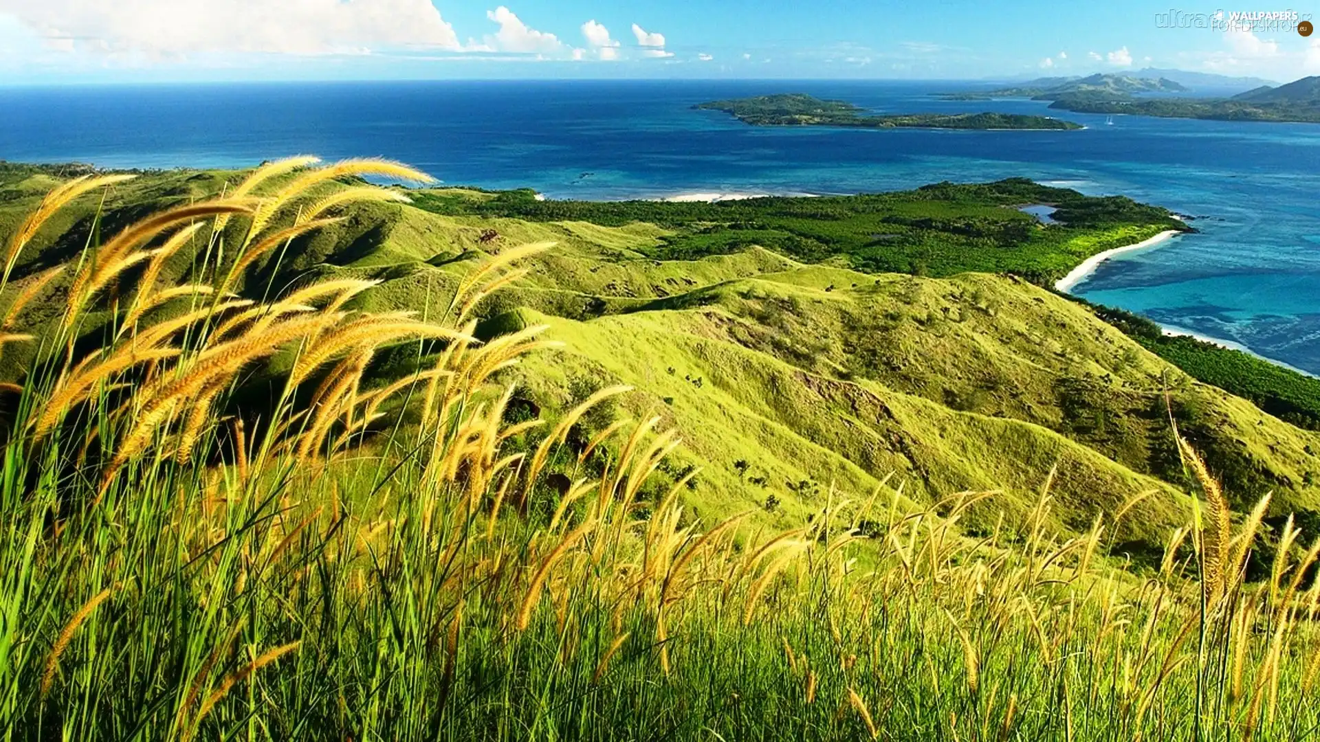 corn, sea, Coast