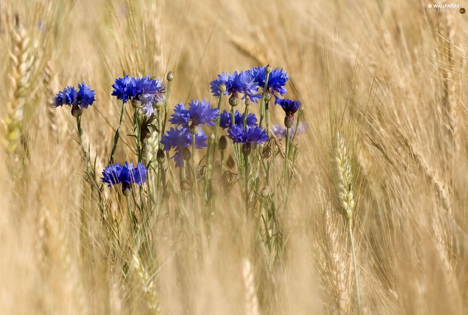 cornflowers, corn