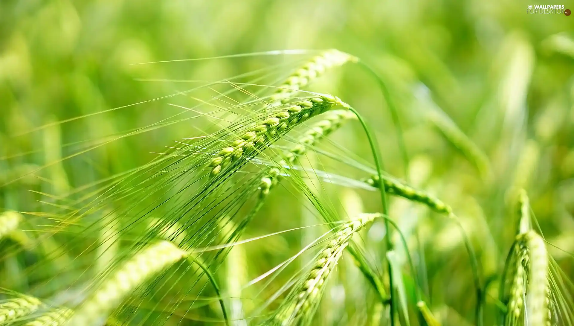 corn, barley, Ears