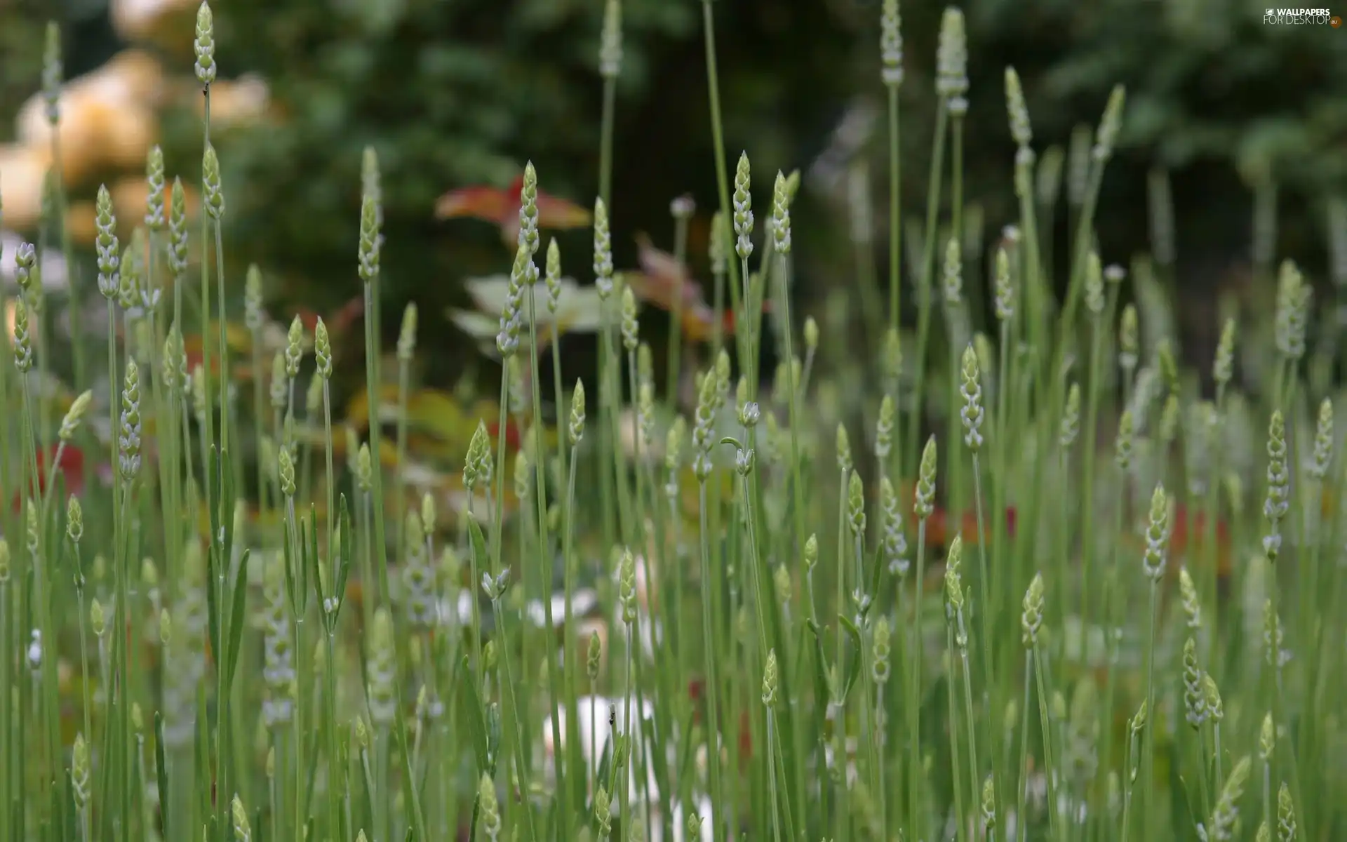 grass, corn