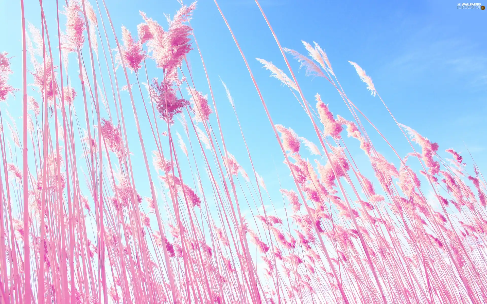 Pink, corn