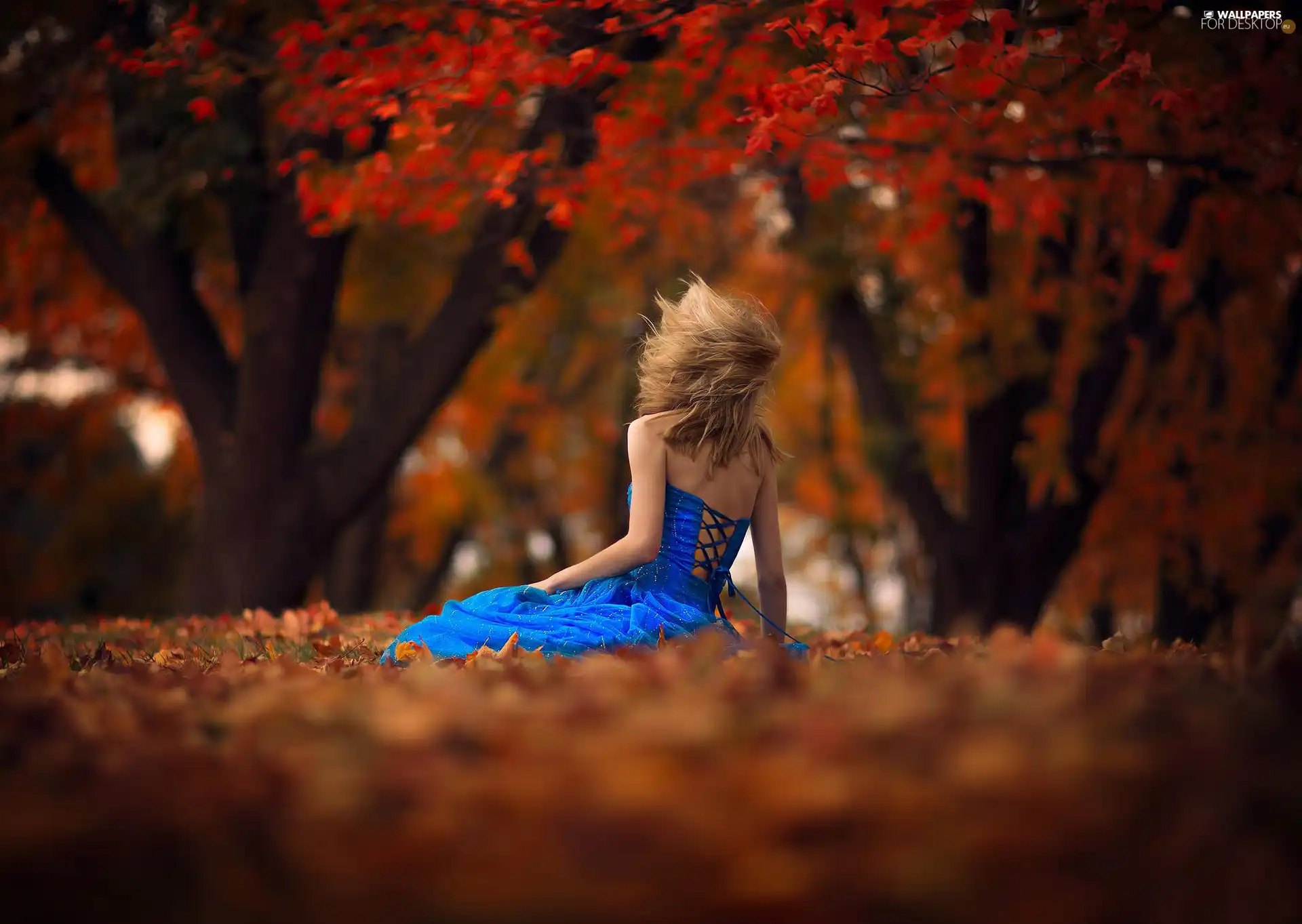 Cornflower, dress, Park, girl, autumn