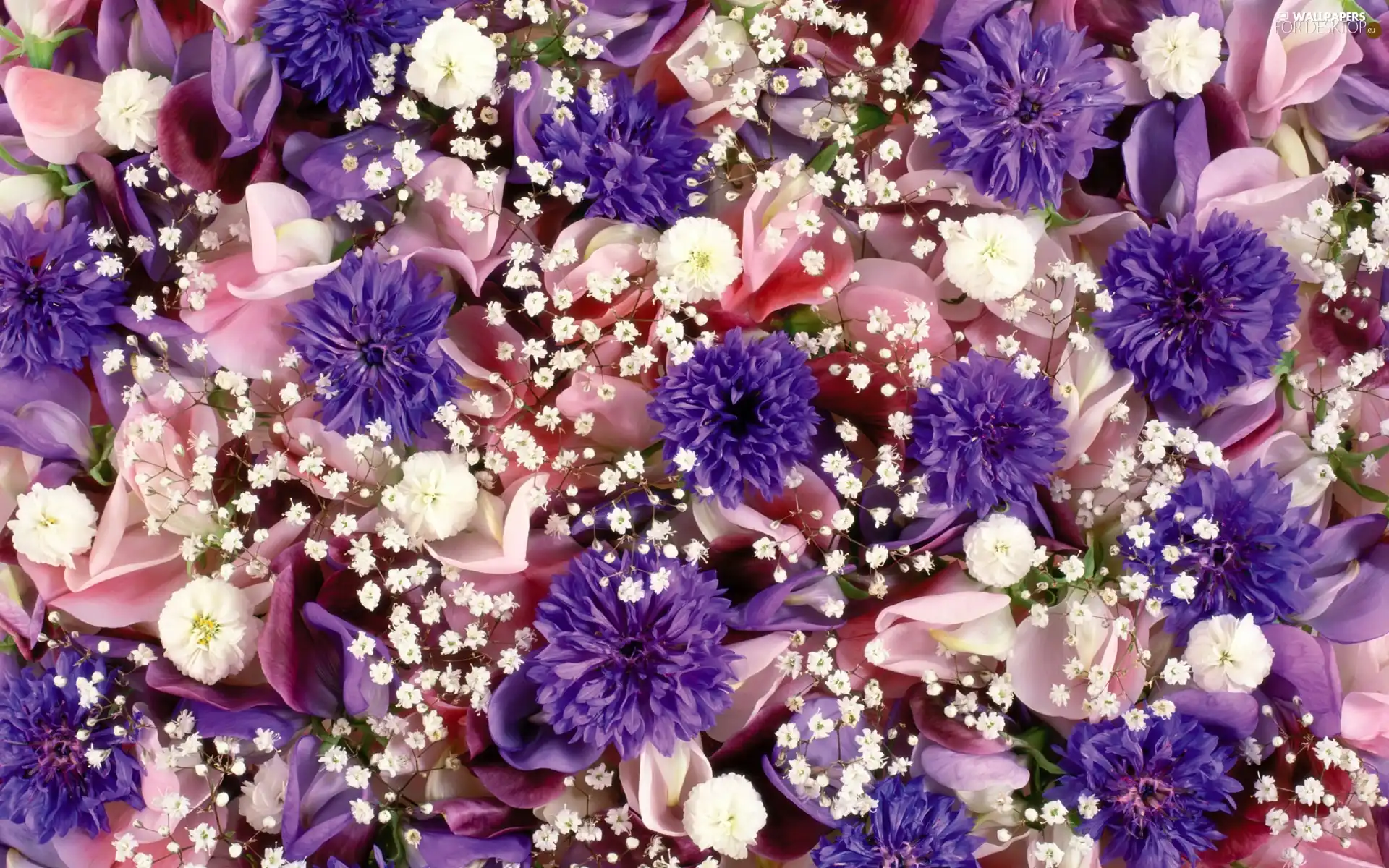 color, Flowers, cornflowers, different