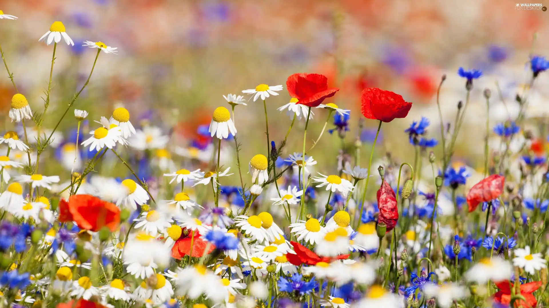 Meadow, papavers, cornflowers, camomiles