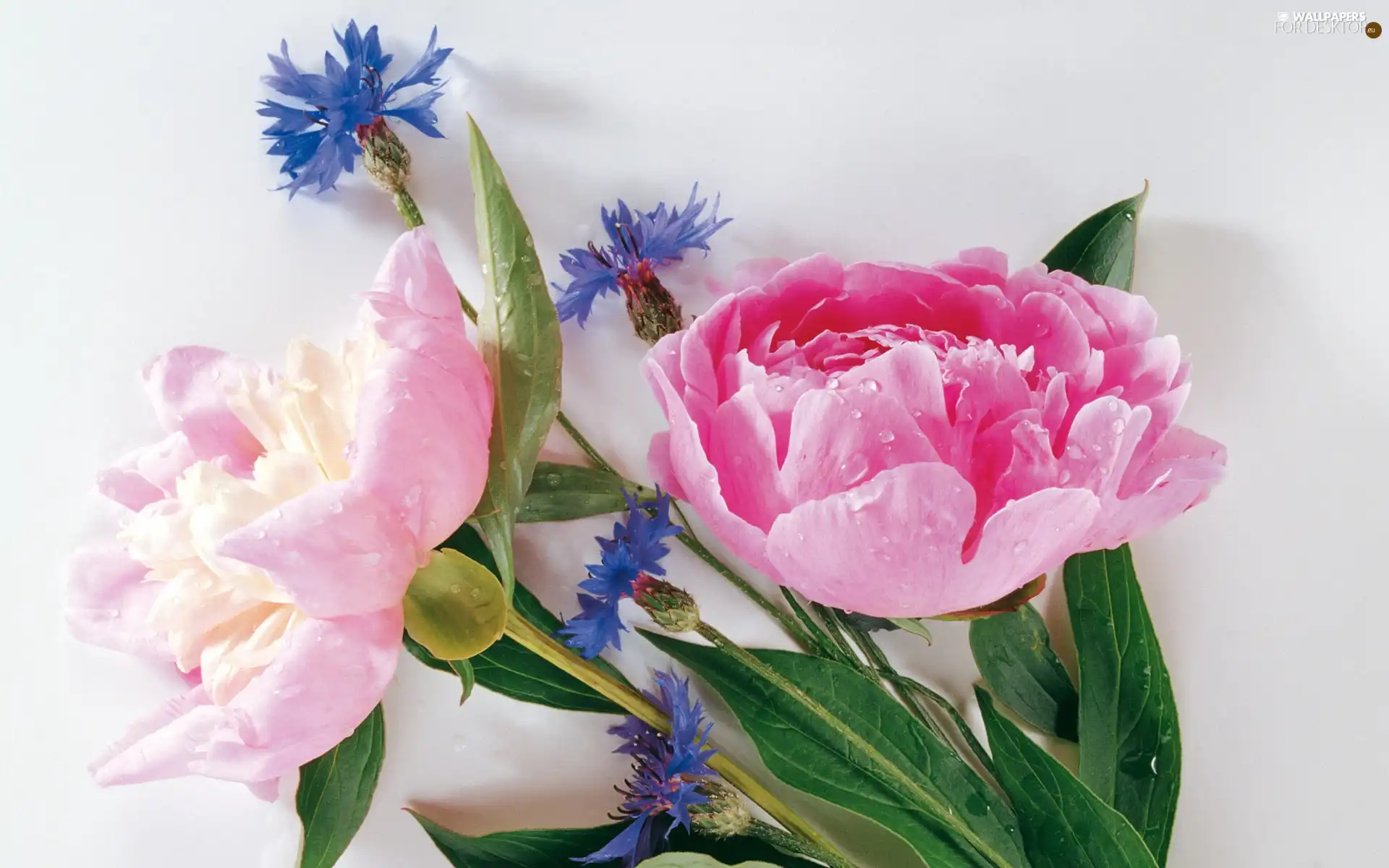 cornflowers, Peonies, flowers, Blue, bouquet