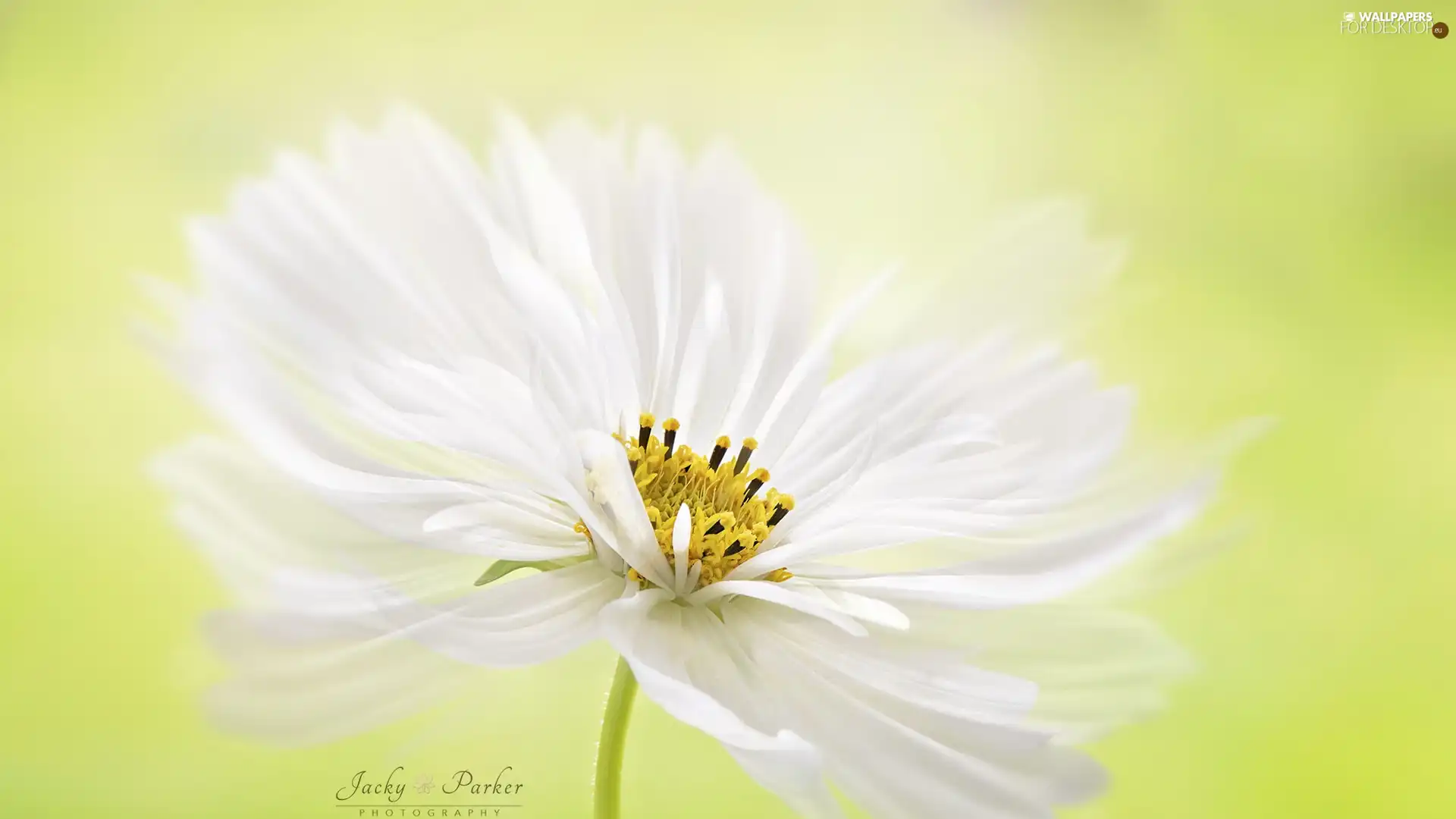 White, Cosmos, Close, Colourfull Flowers