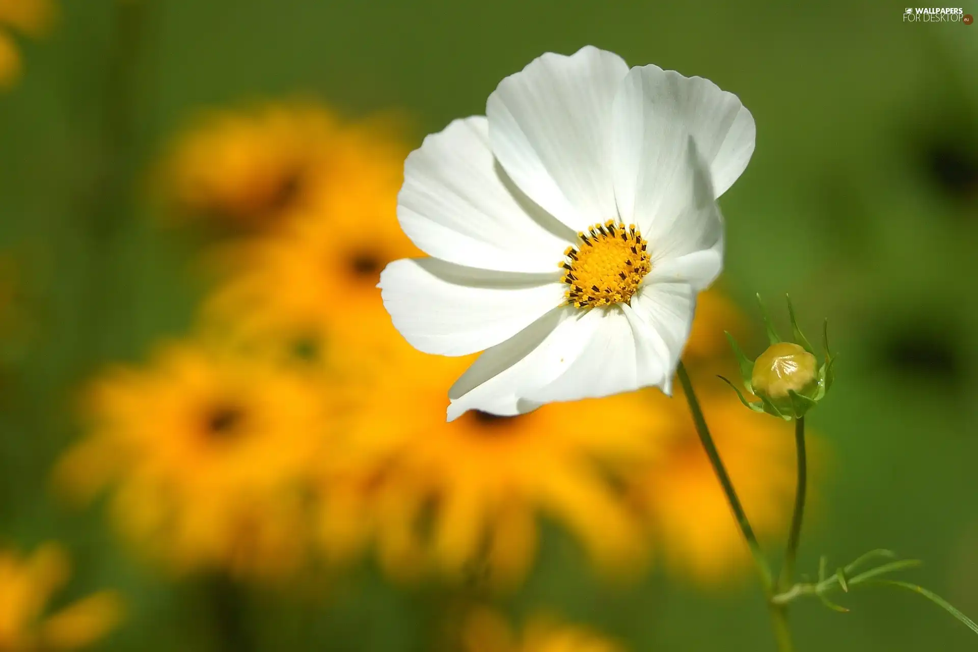White, Cosmos