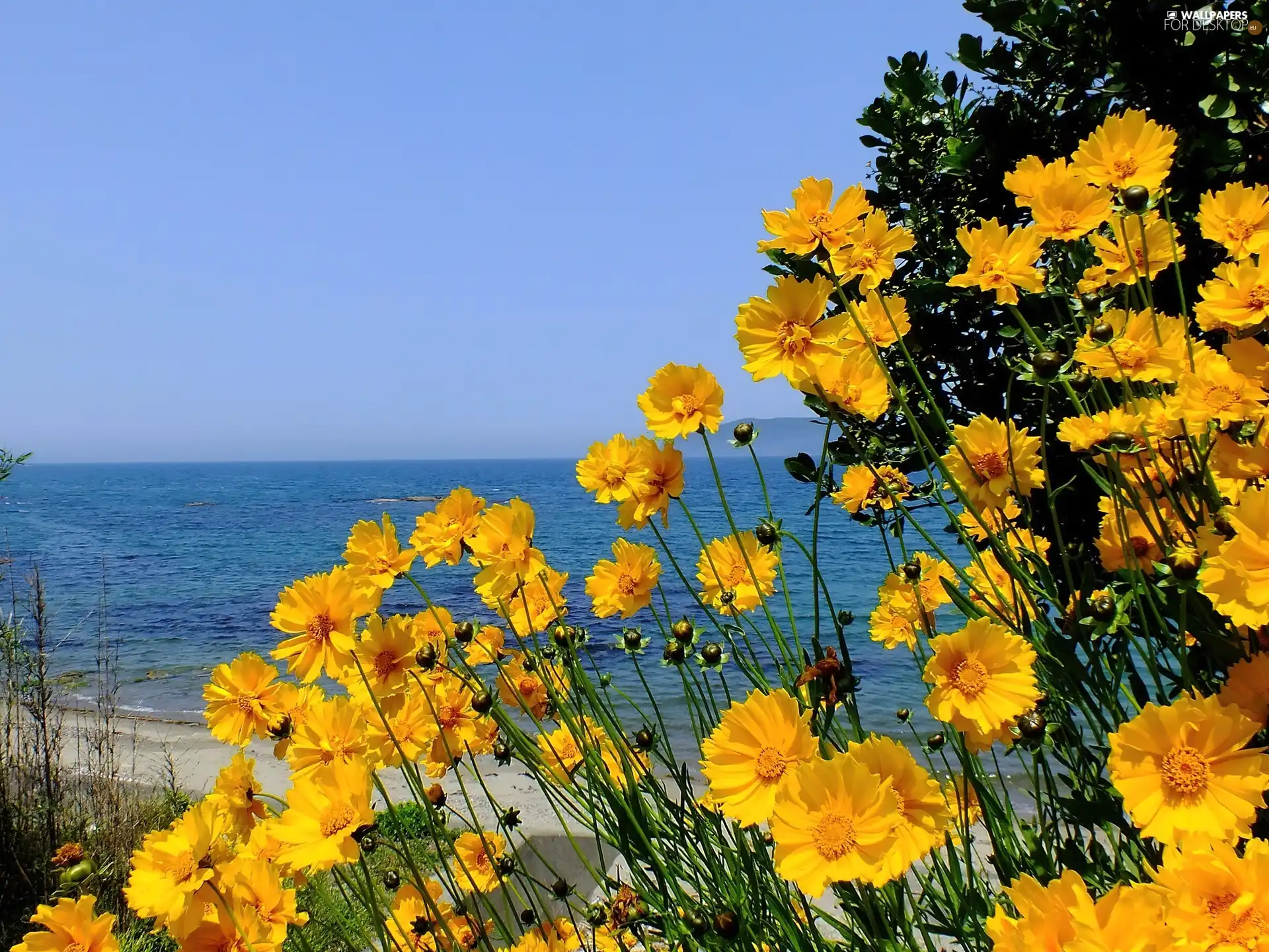 sea, Yellow Honda, Cosmos