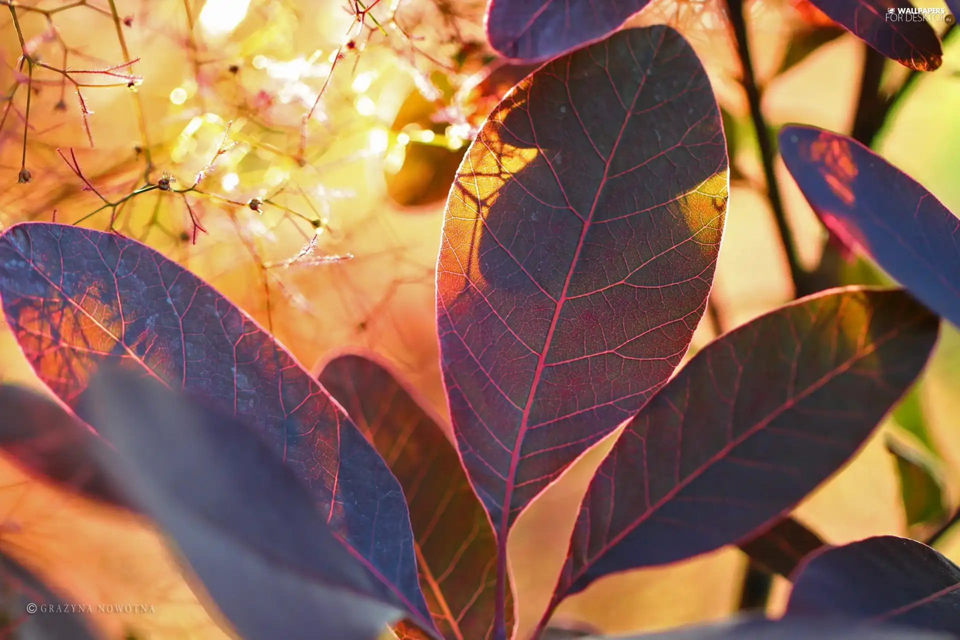 Leaf, Bush, Cotinus Coggygria