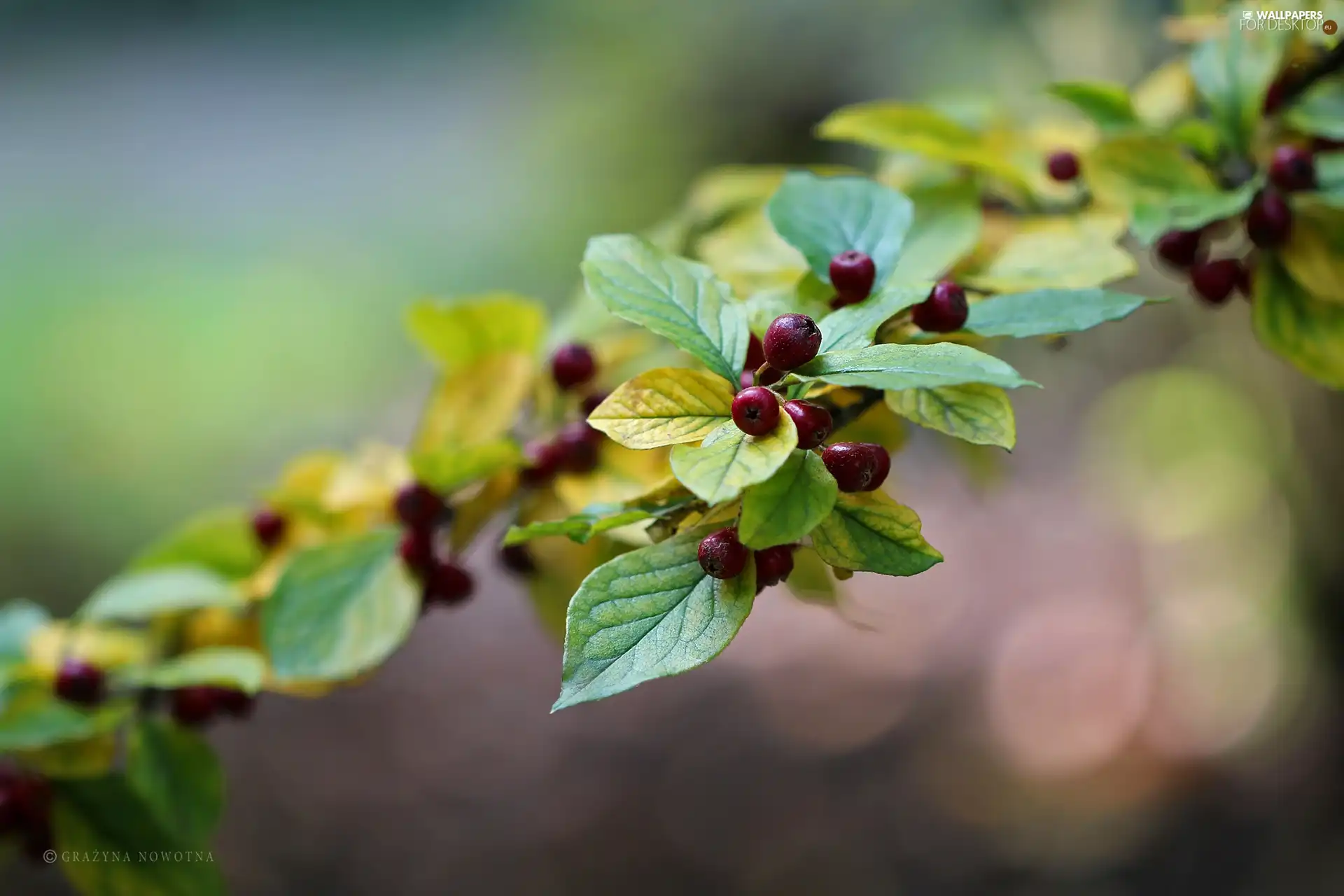 Bush, blueberries, cotoneaster, Red