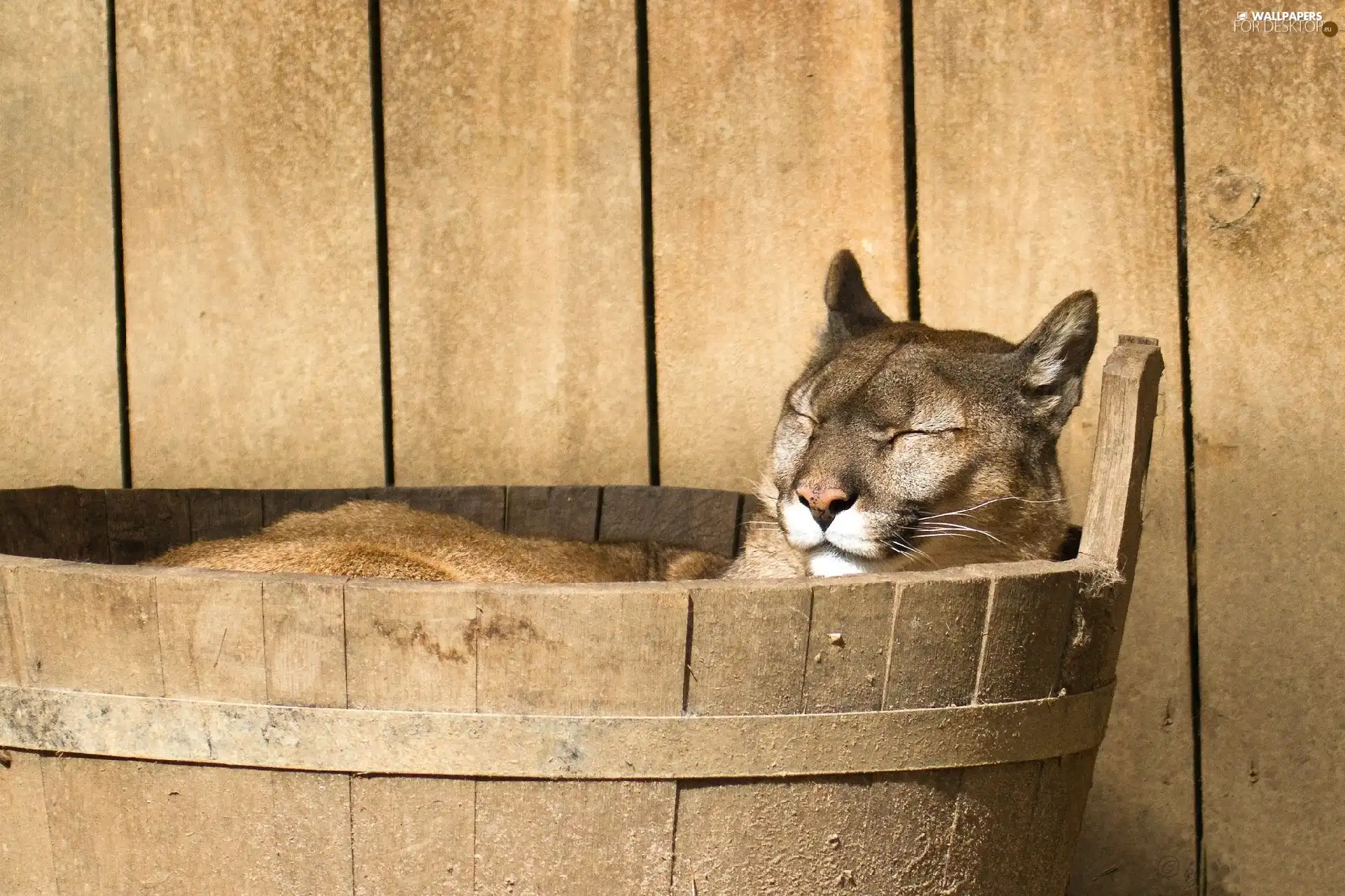 wooden, the sleeping, cougar, Ceberek