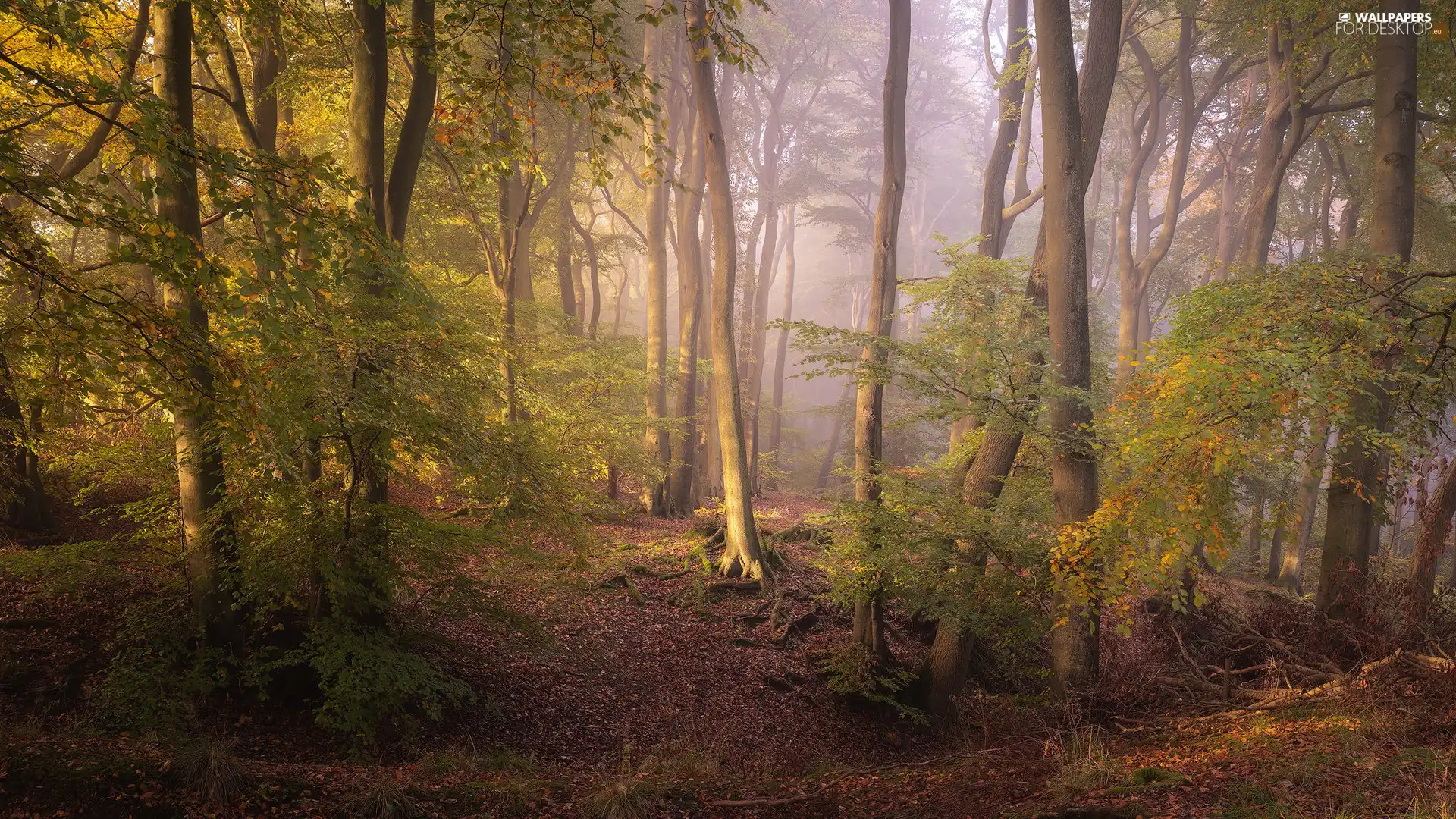 viewes, forest, Oxfordshire County, England, Fog, trees