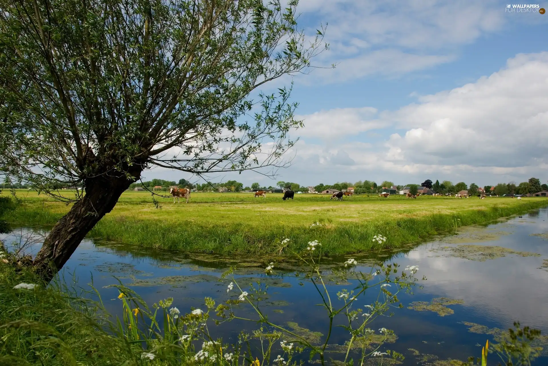 country, pasture, Cows, brook