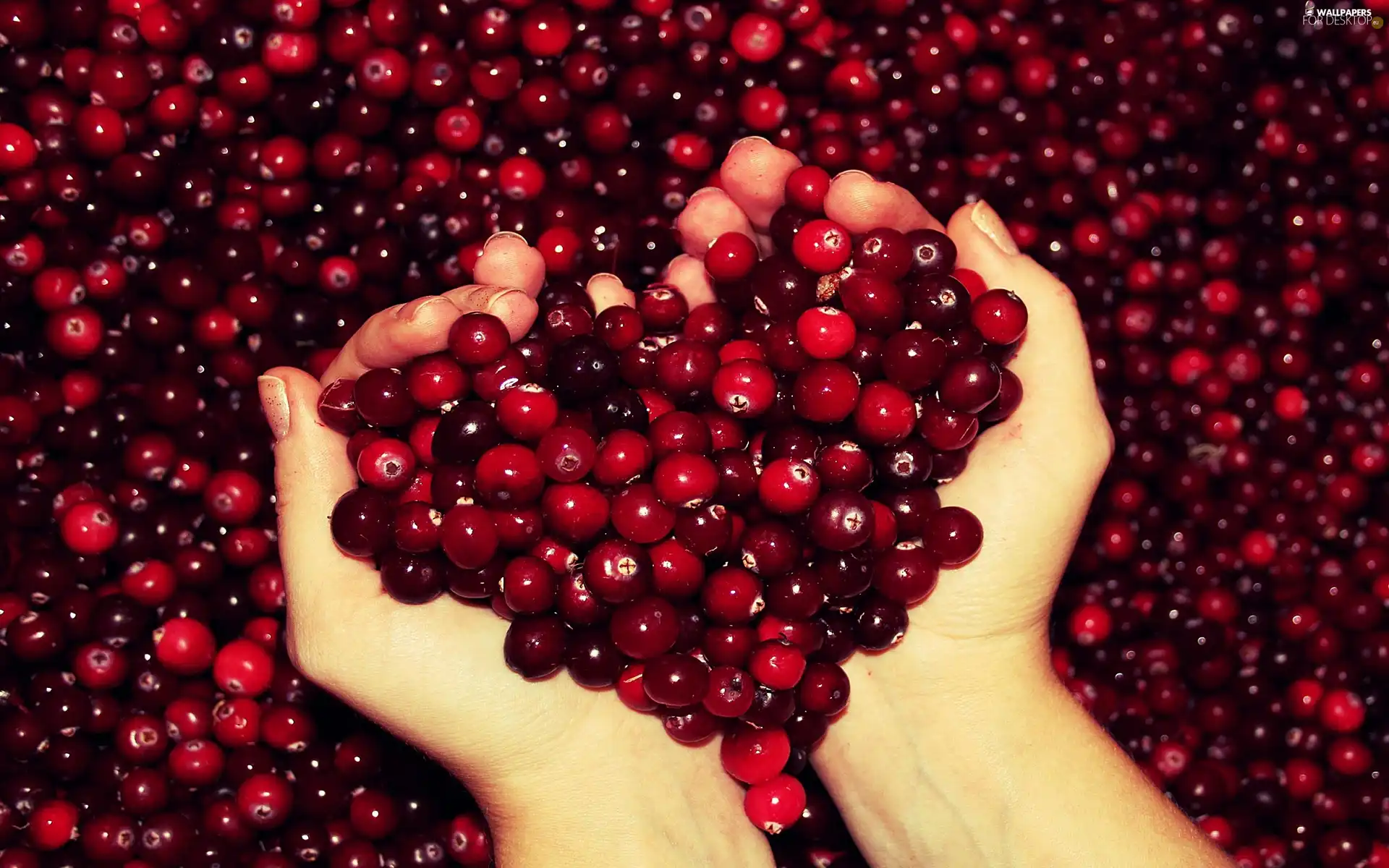 cranberry, Heart, hands