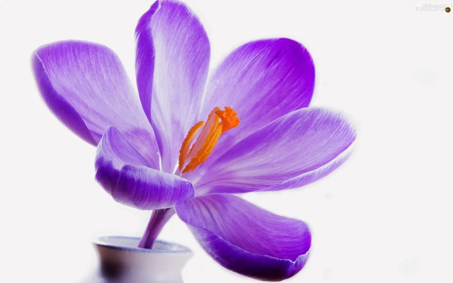 Flowers, crocus