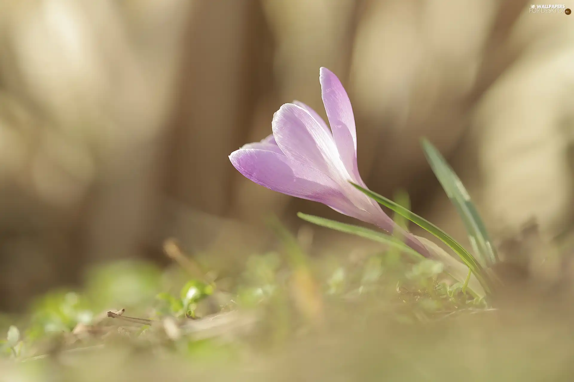 crocus, lilac, leaning