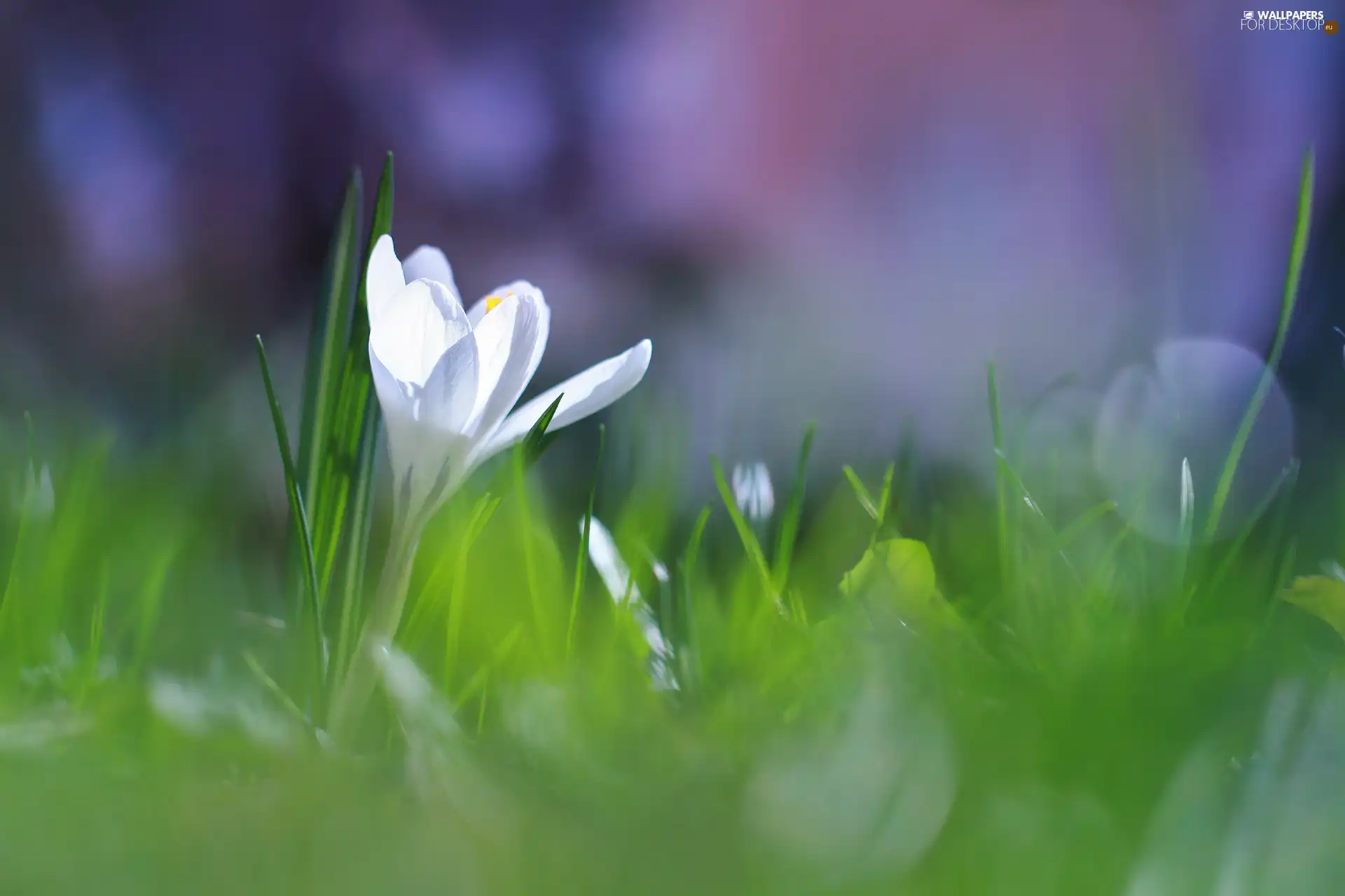 crocus, illuminated, White