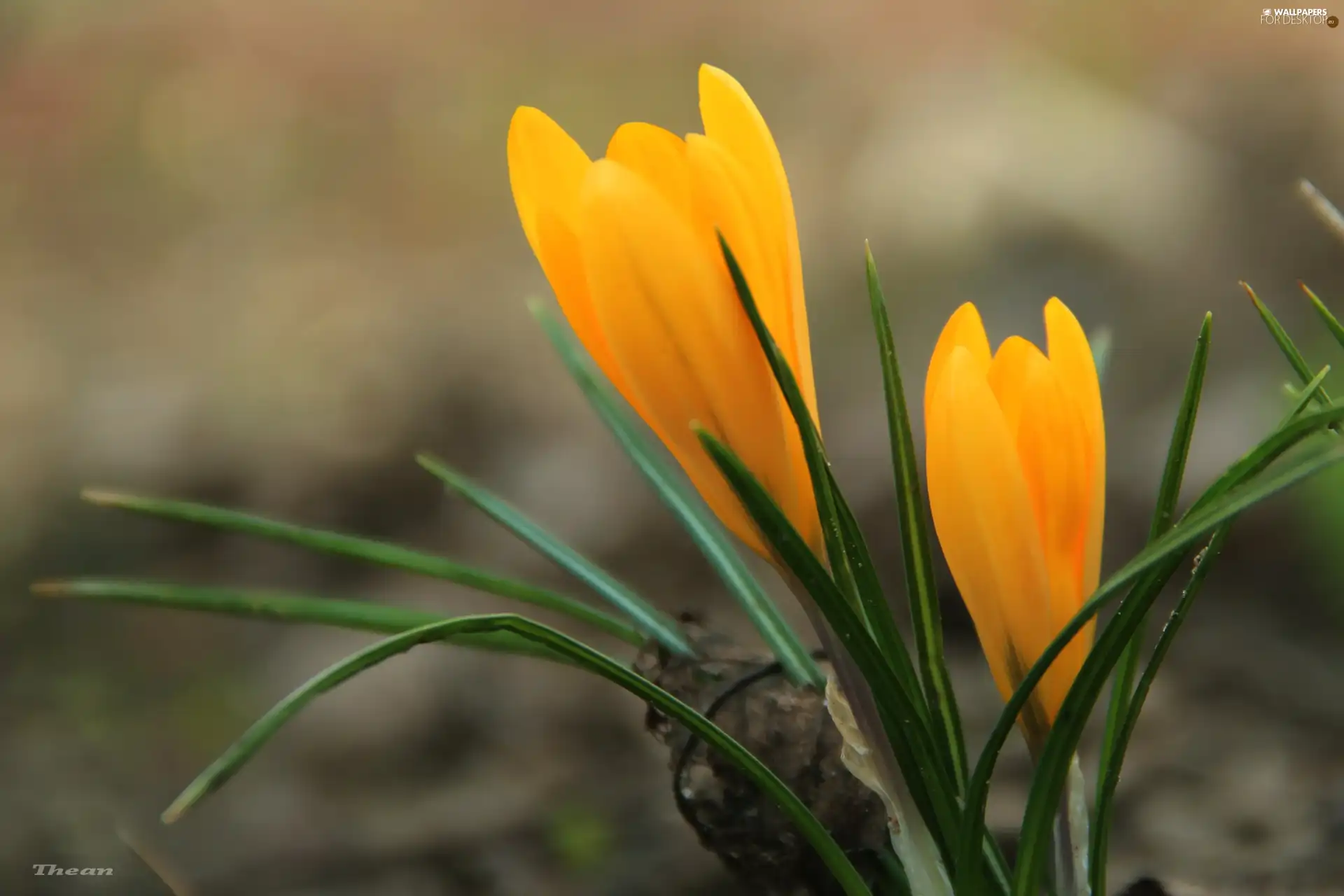 Yellow, crocus