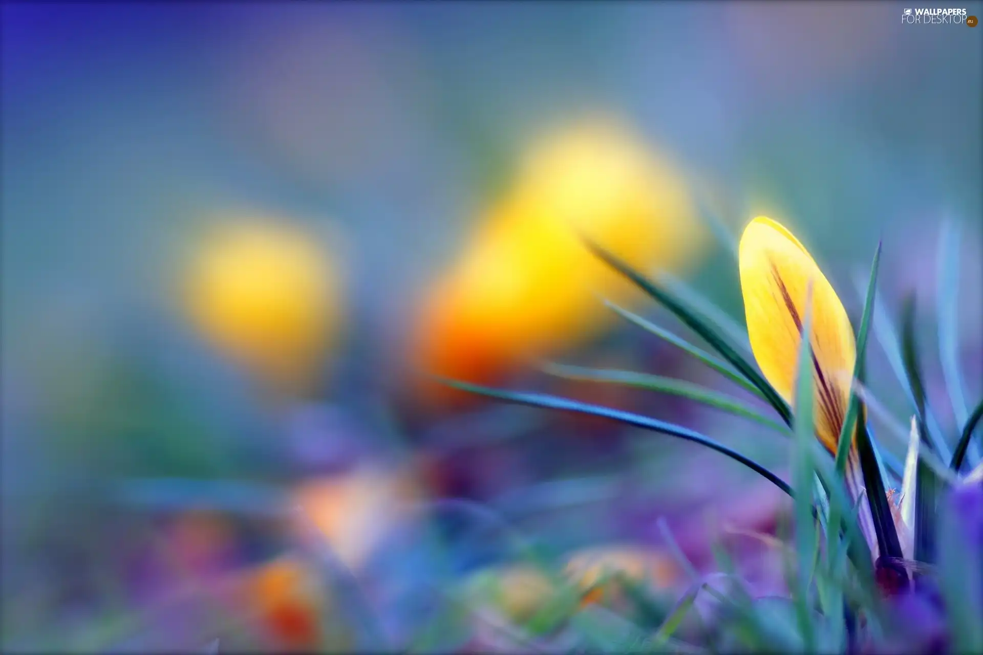 Yellow, crocus