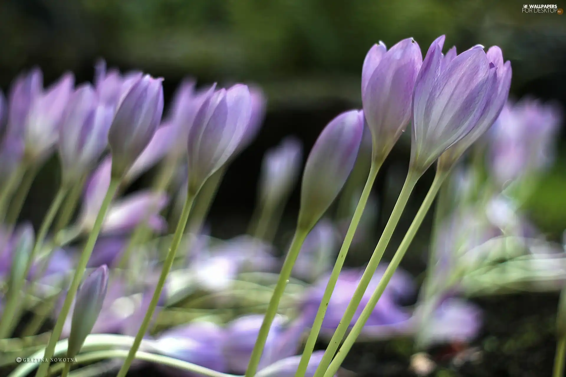 crocuses, colchicums, Autumn